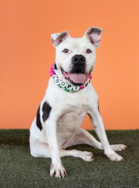 Enlarge TINKA BELL, a Adoptable mixed breed in Miami, FL image 1/1