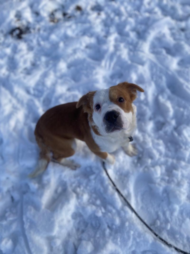 Lulu, Adoptable, Young Female Mixed Breed.