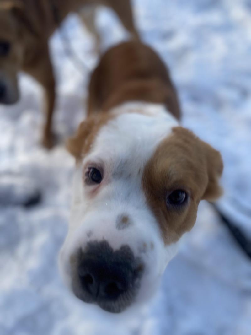 Lulu, a Adoptable Mixed Breed in Cortland, NY image 2/6