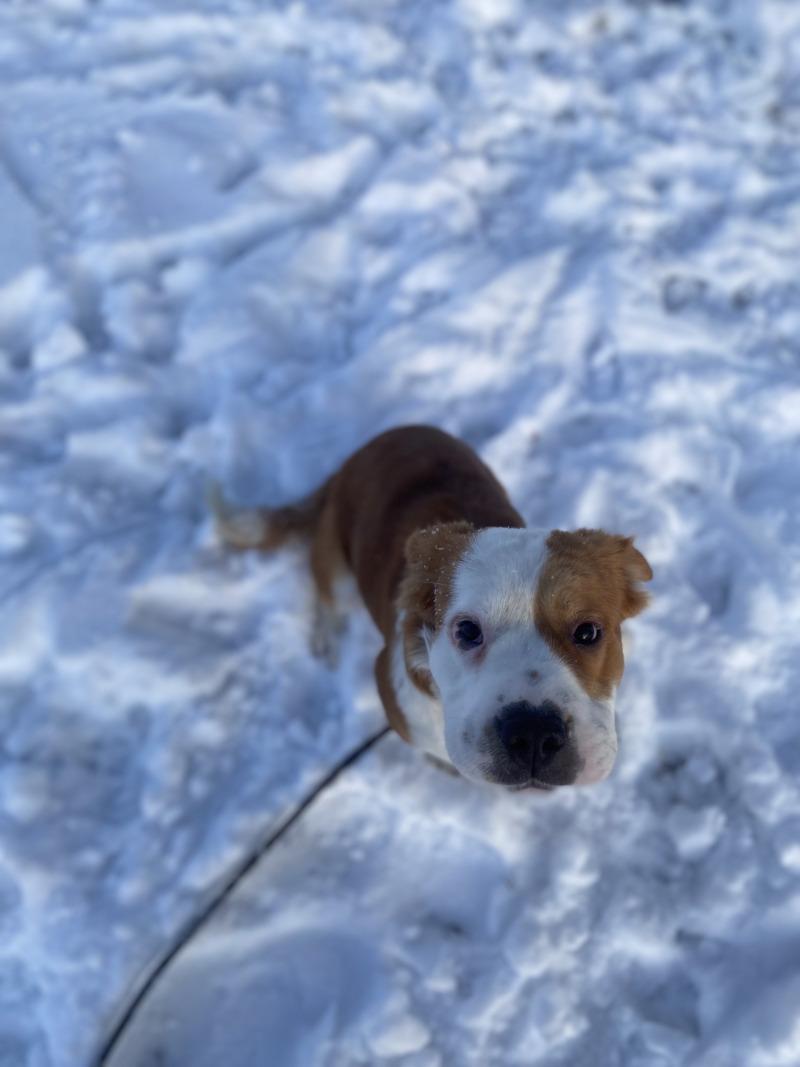 Lulu, a Adoptable Mixed Breed in Cortland, NY image 3/6