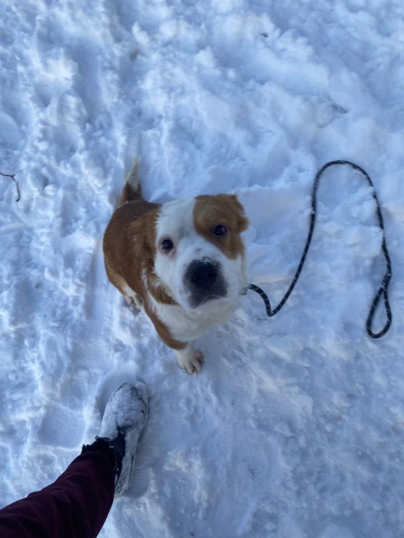 Lulu, a Adoptable Mixed Breed in Cortland, NY image 6/6