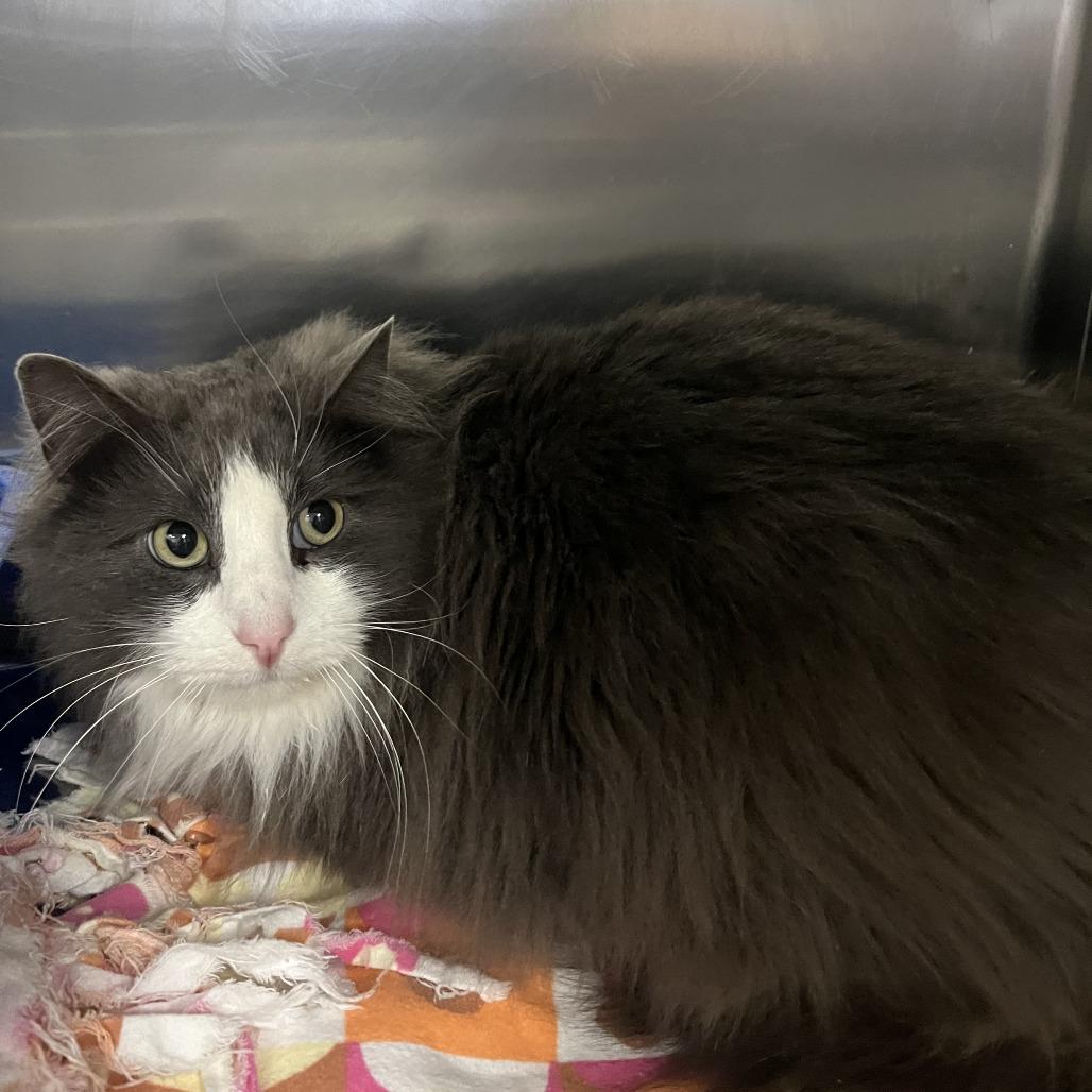 JJ, Adoptable, Adult Male Domestic Long Hair.