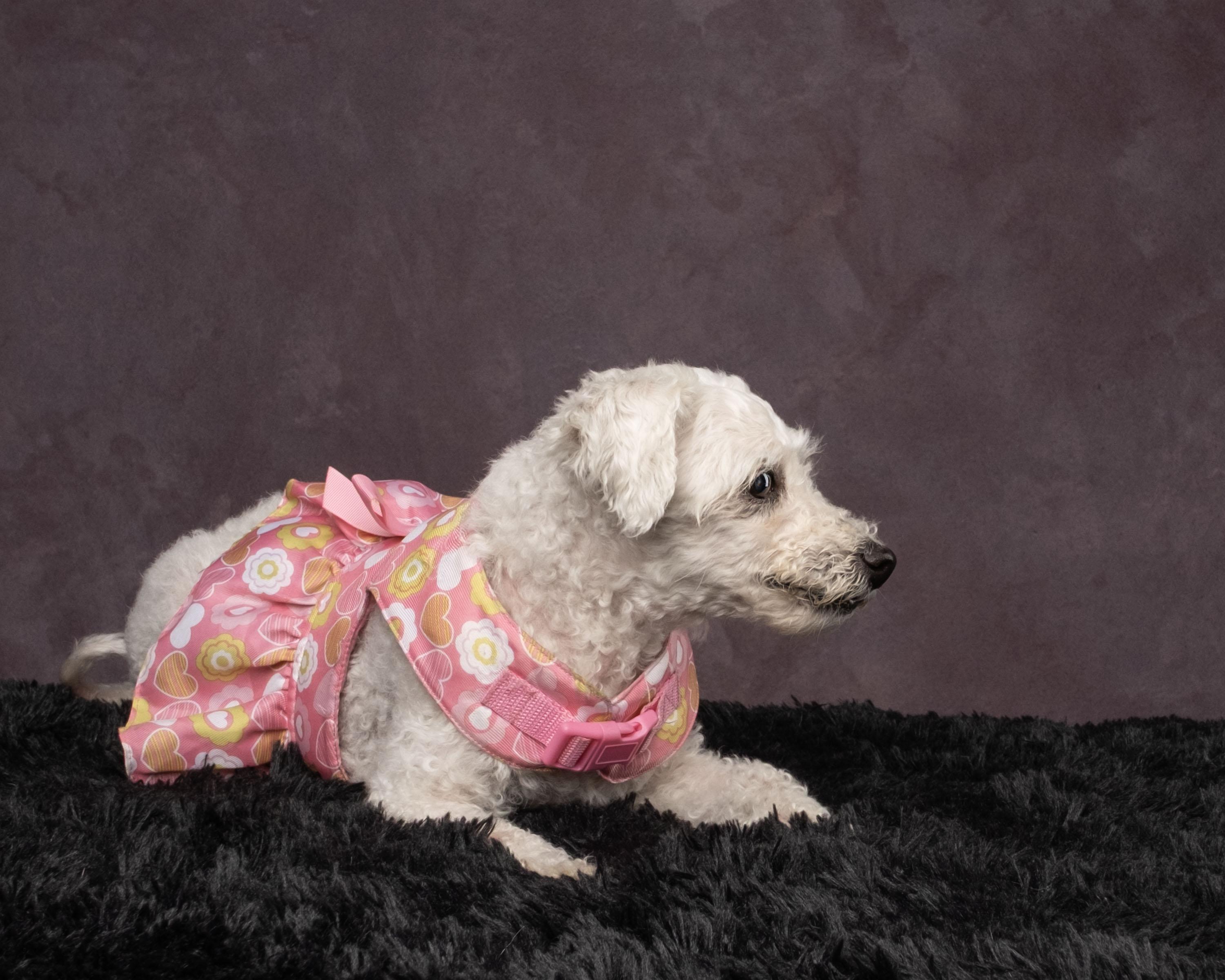 Flower, a Adoptable mixed breed in Aiken, SC image 1/6