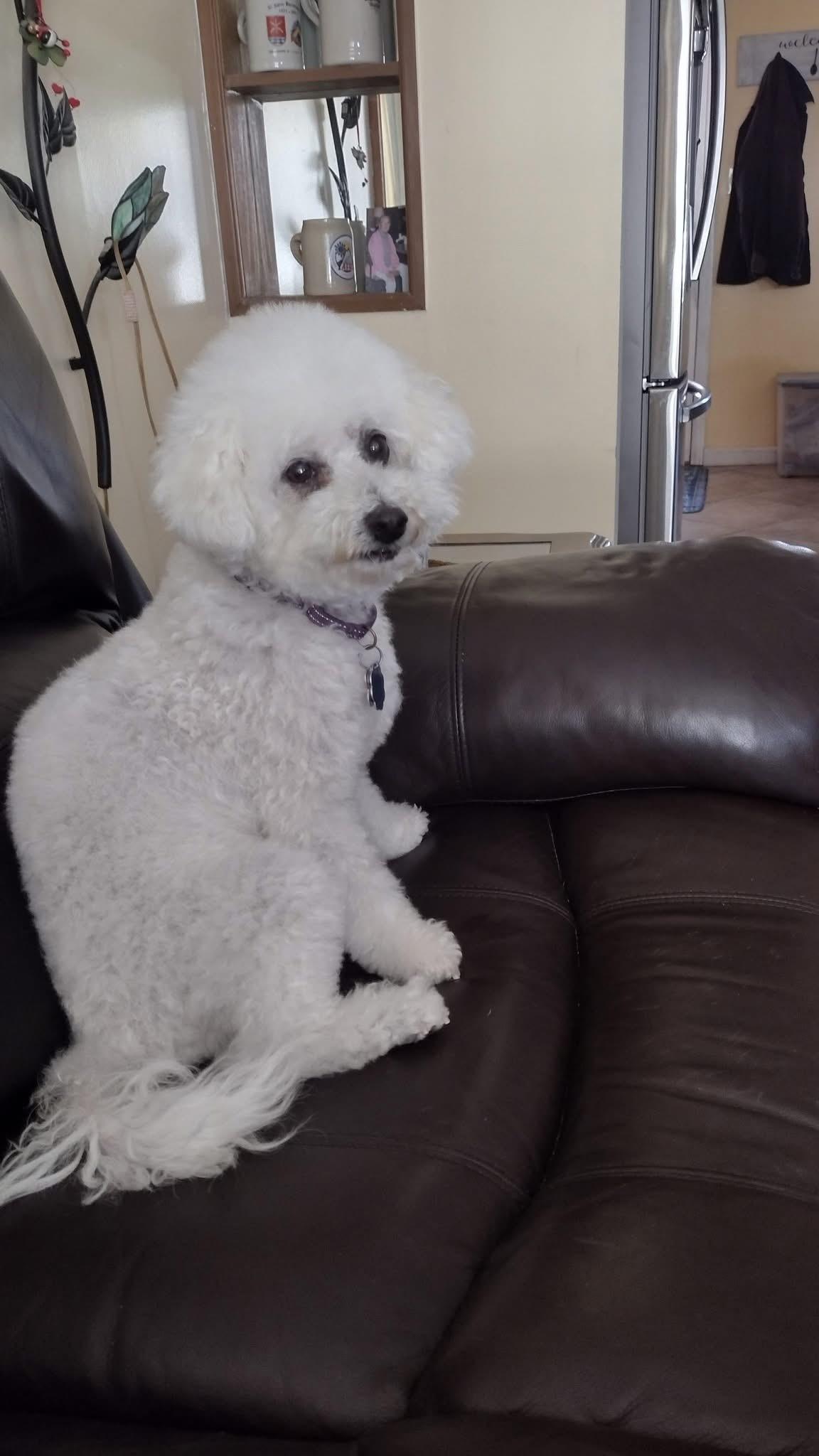 Flower, Adoptable, Senior Female Bichon Frise.