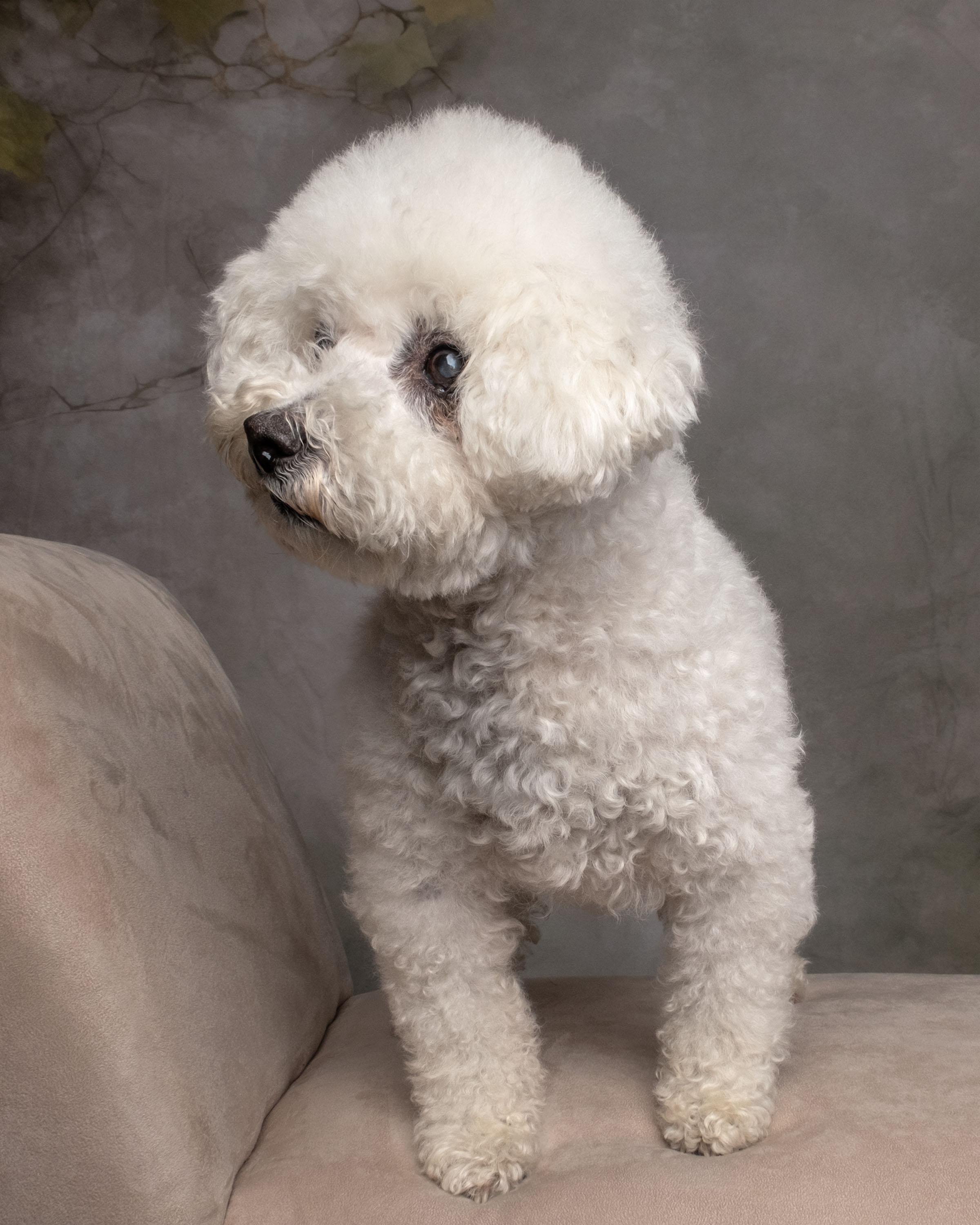 Enlarge Flower, a Adoptable mixed breed in Aiken, SC image 2/4