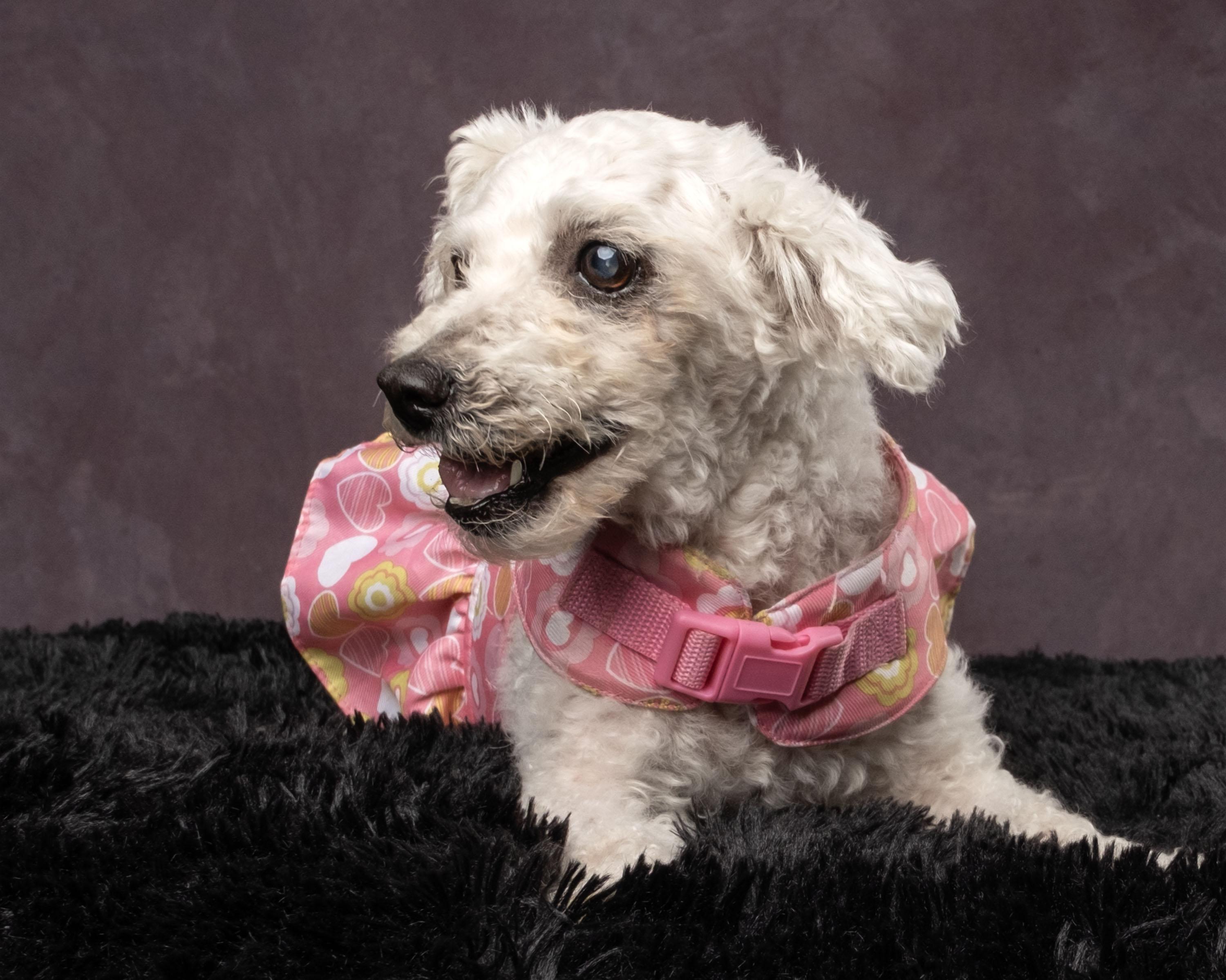 Flower, a Adoptable mixed breed in Aiken, SC image 2/6