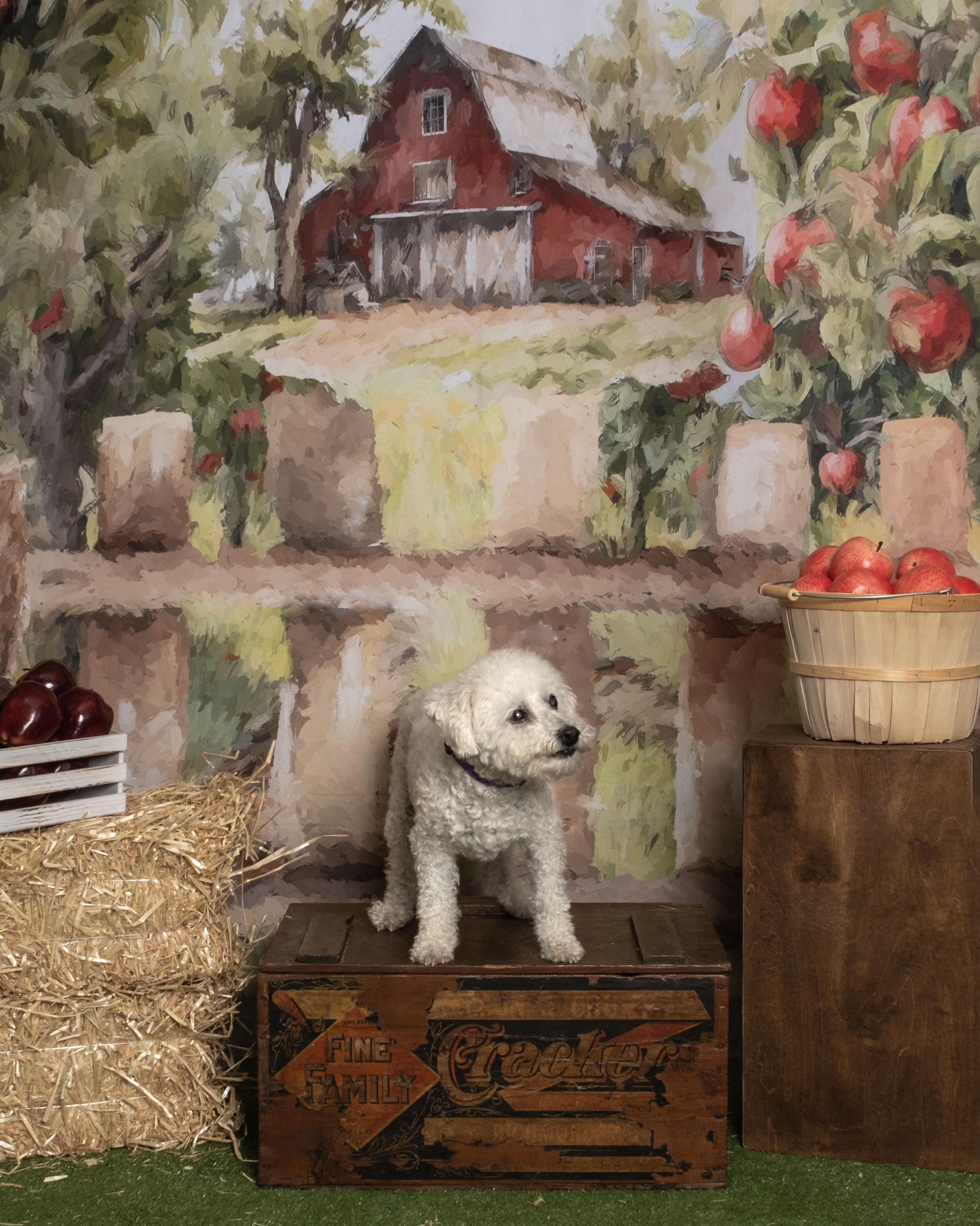 Flower, a Adoptable mixed breed in Aiken, SC image 3/6