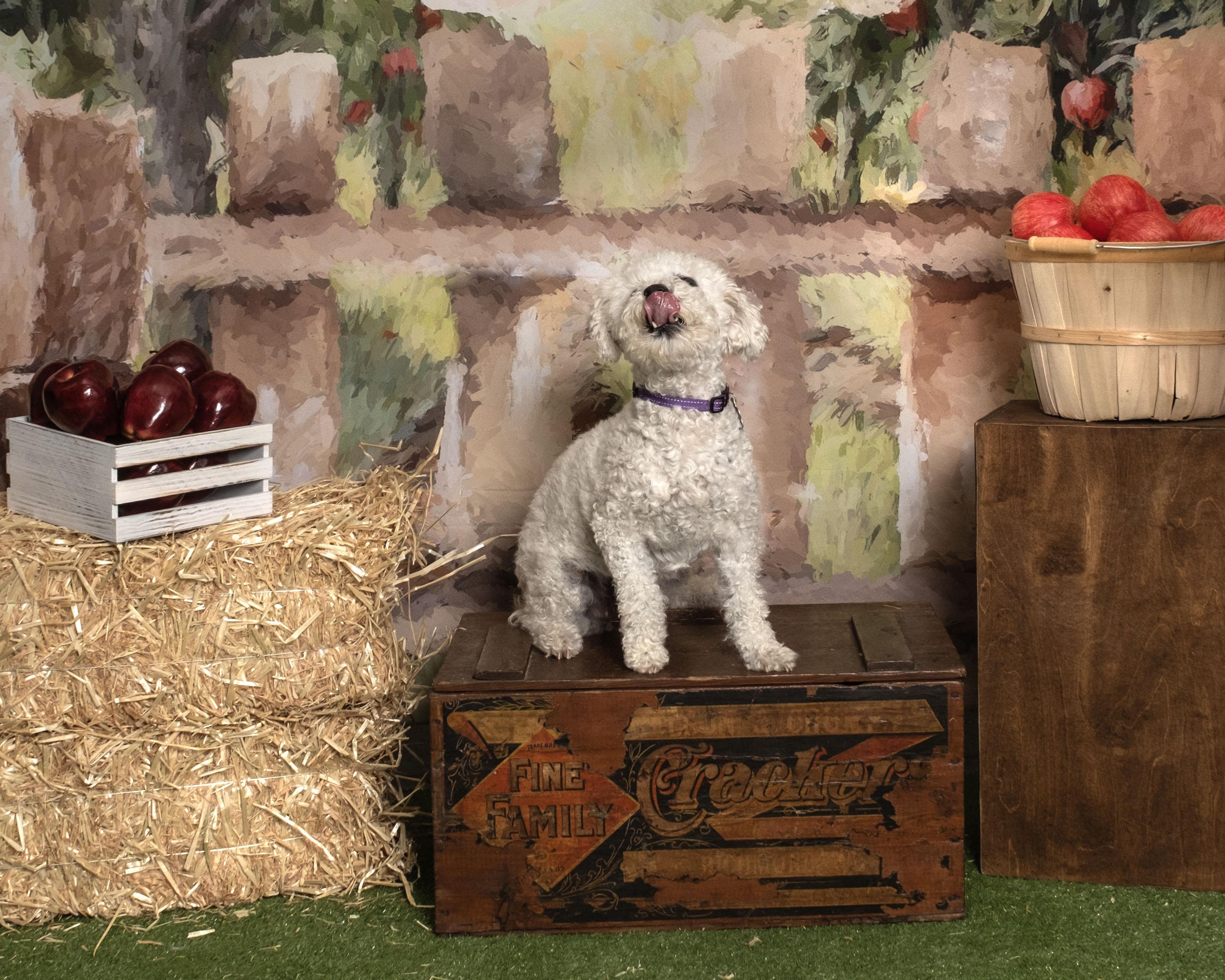 Flower, a Adoptable mixed breed in Aiken, SC image 4/6