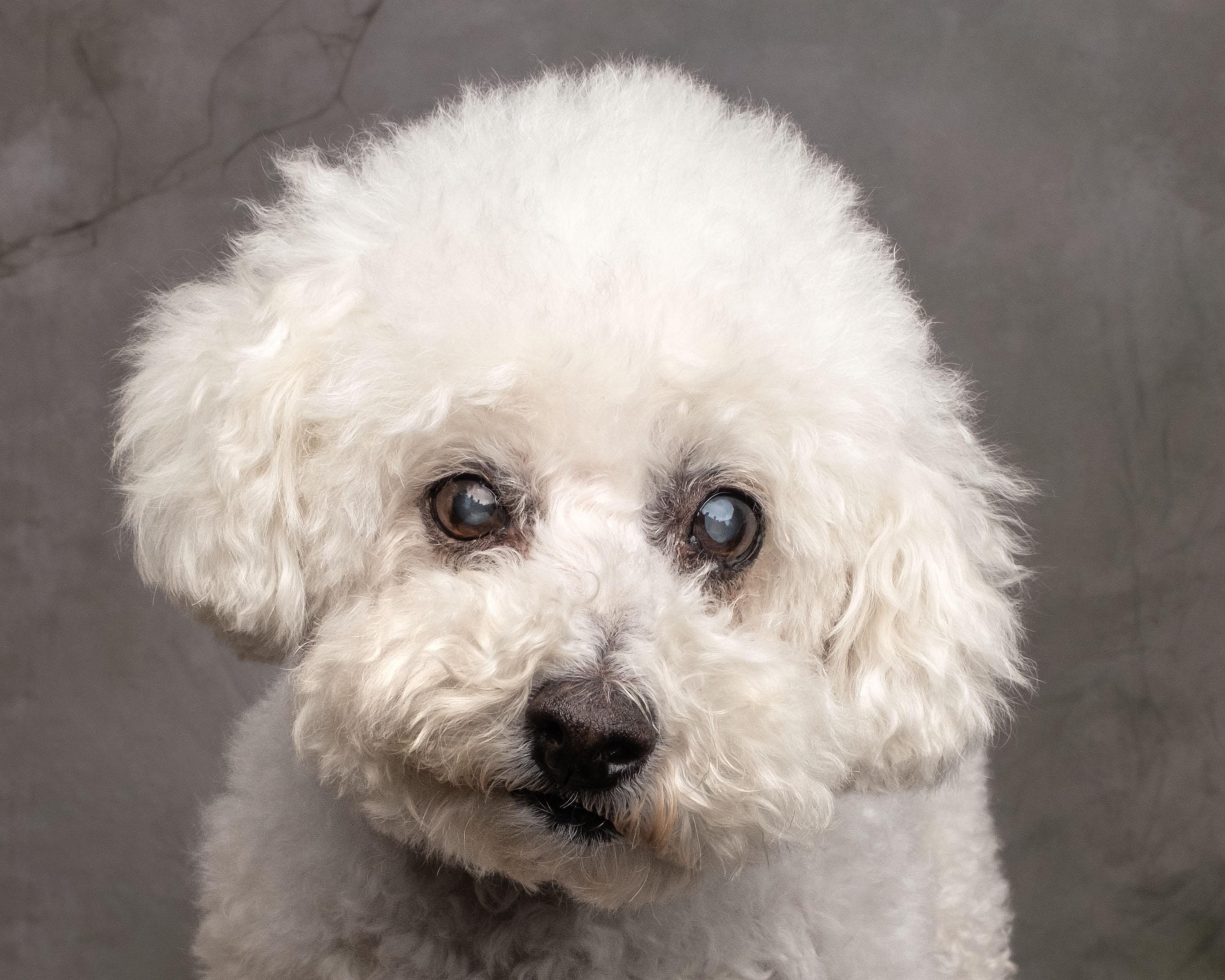 Enlarge Flower, a Adoptable mixed breed in Aiken, SC image 3/4