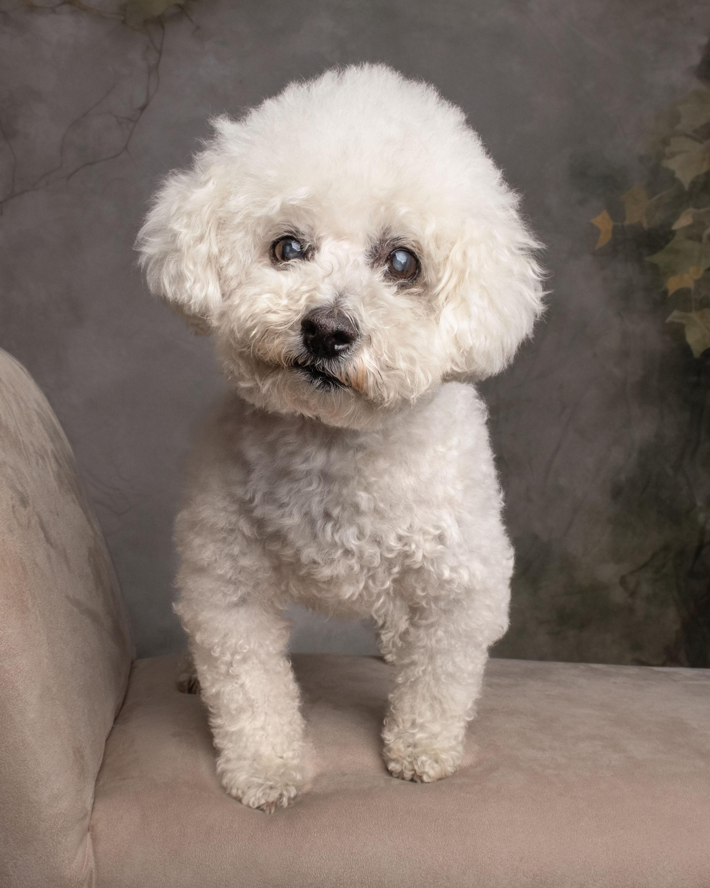 Enlarge Flower, a Adoptable mixed breed in Aiken, SC image 1/4