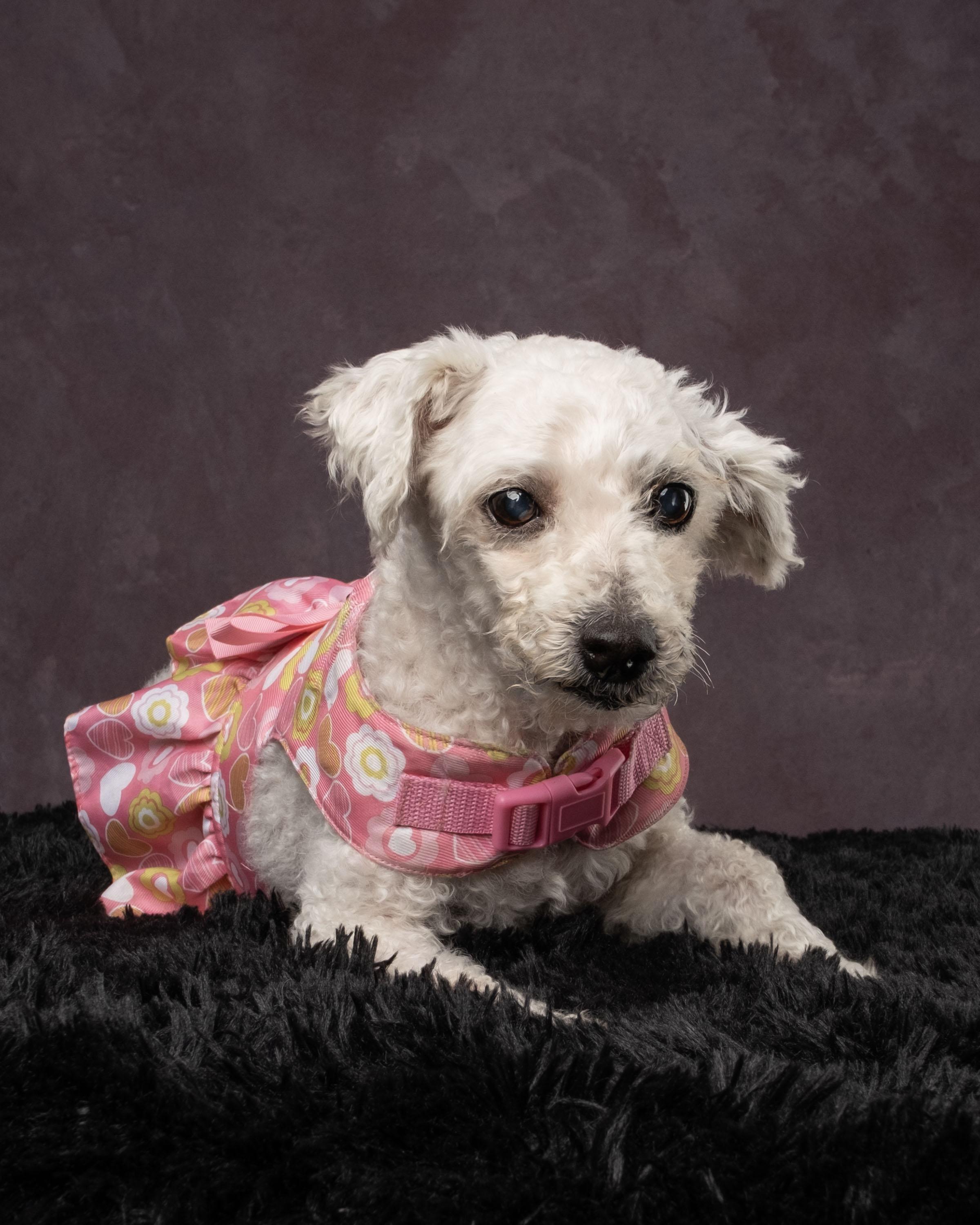 Flower, a Adoptable mixed breed in Aiken, SC image 5/6
