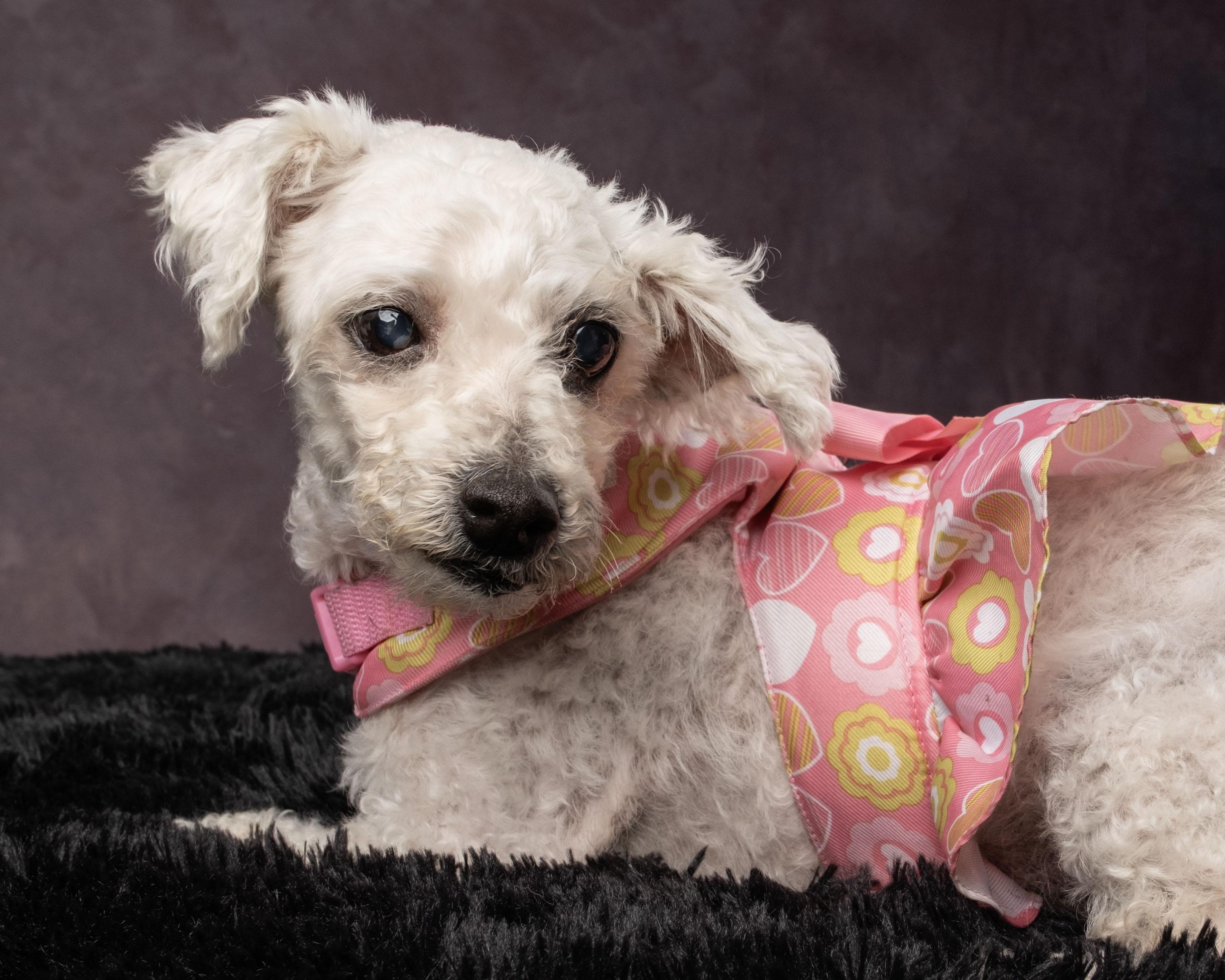 Flower, a Adoptable mixed breed in Aiken, SC image 6/6