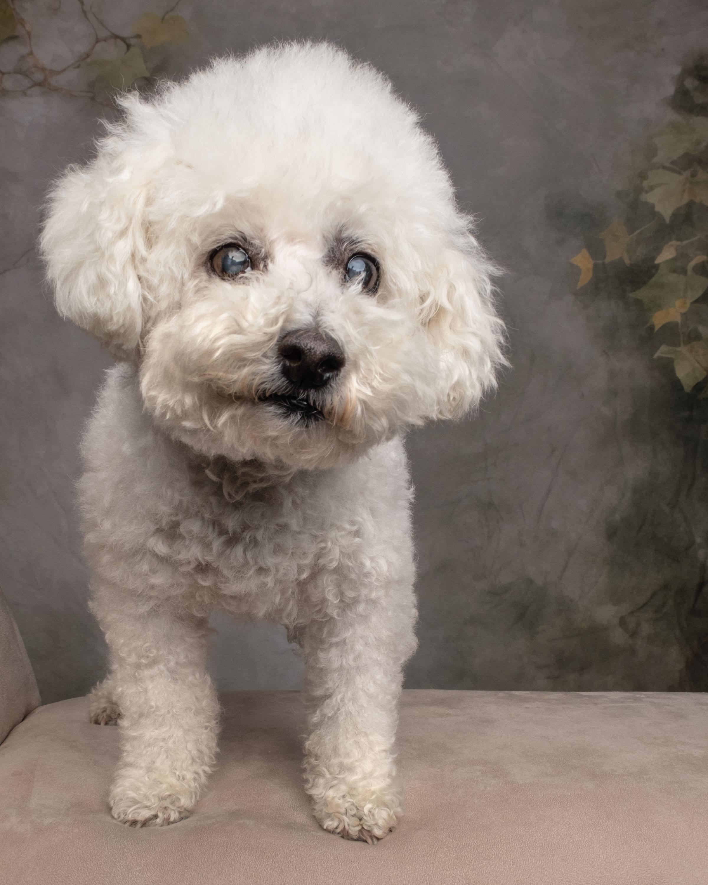 Enlarge Flower, a Adoptable mixed breed in Aiken, SC image 4/4