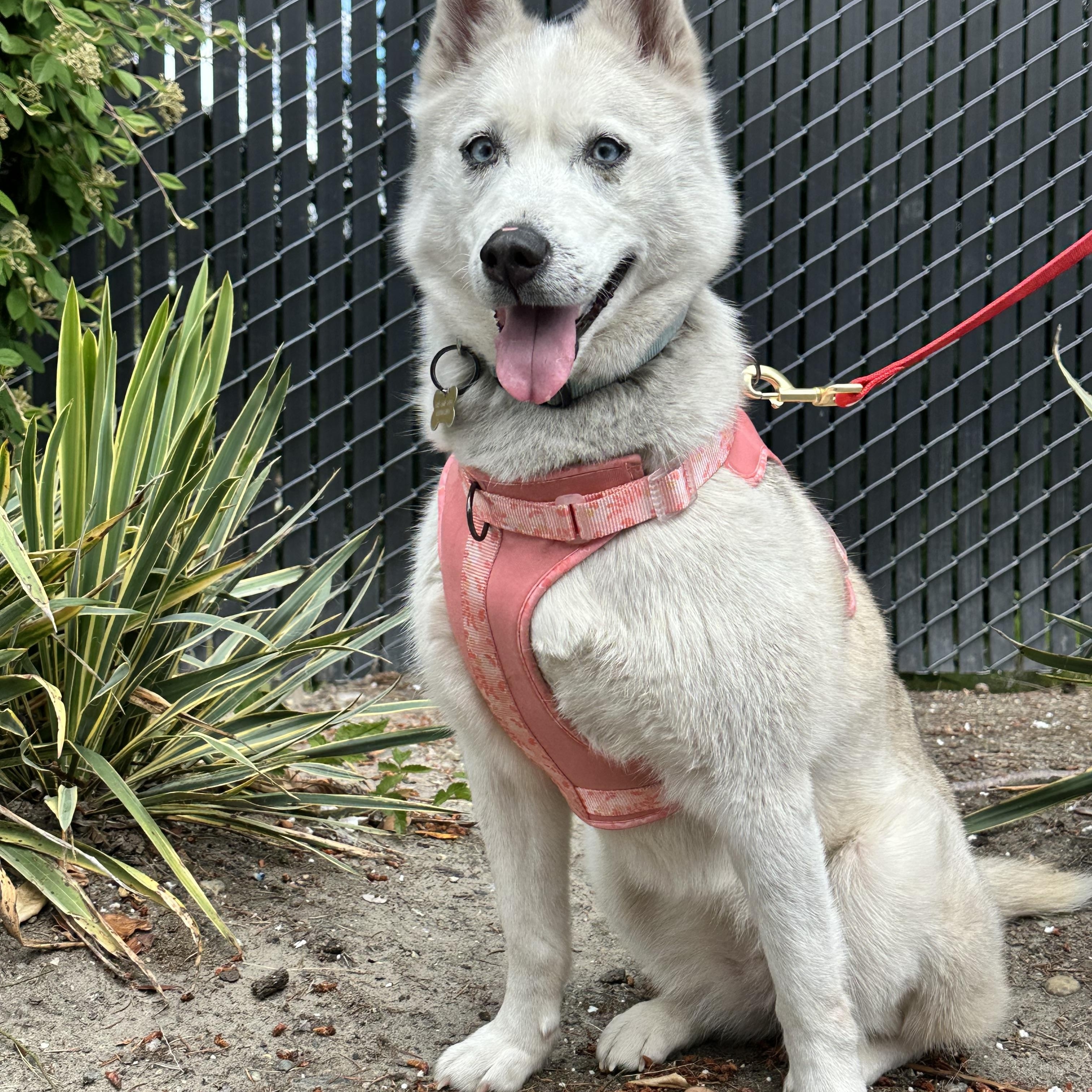 Katara, an adopted Husky in Puyallup, WA image 1/4