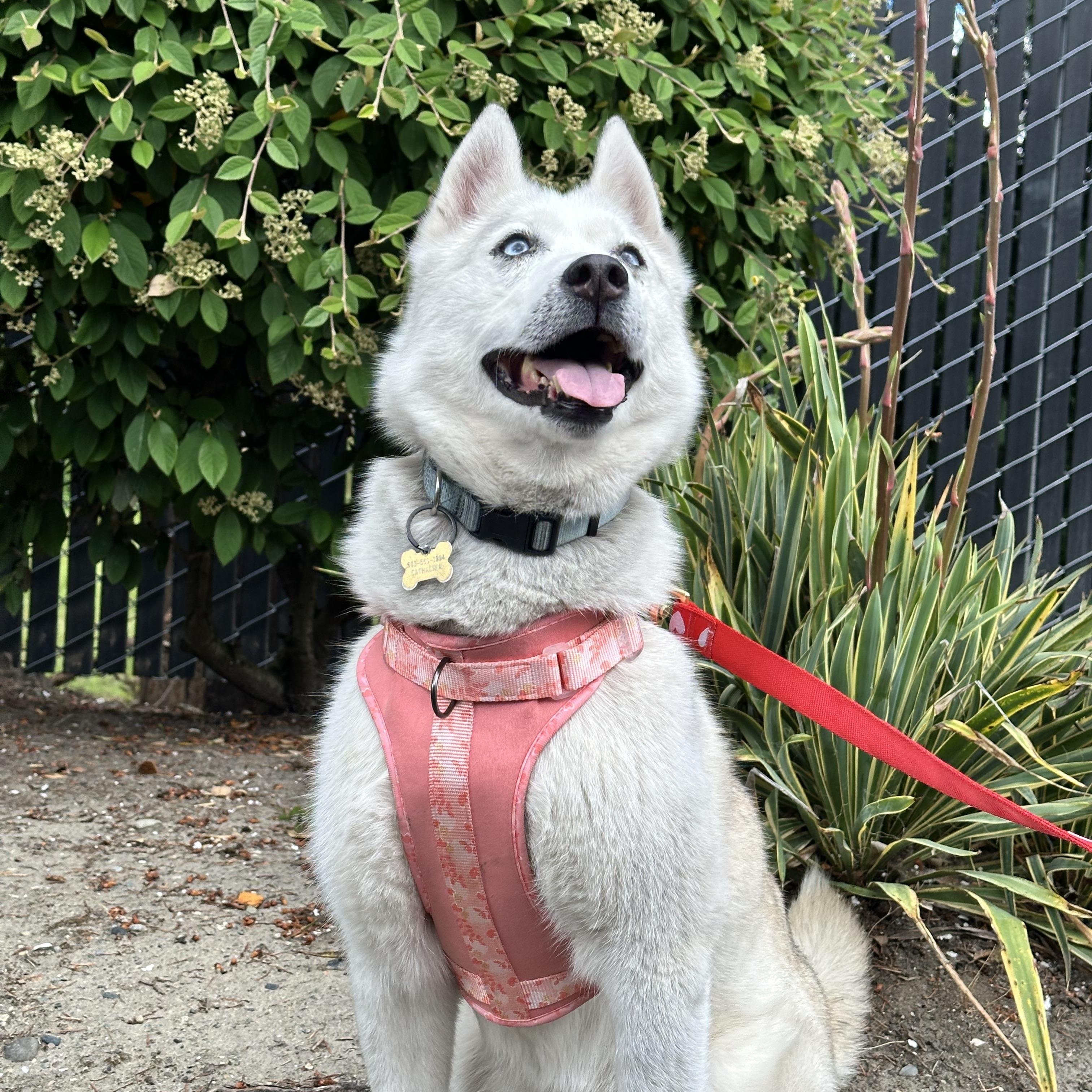Katara, an adopted Husky in Puyallup, WA image 2/4