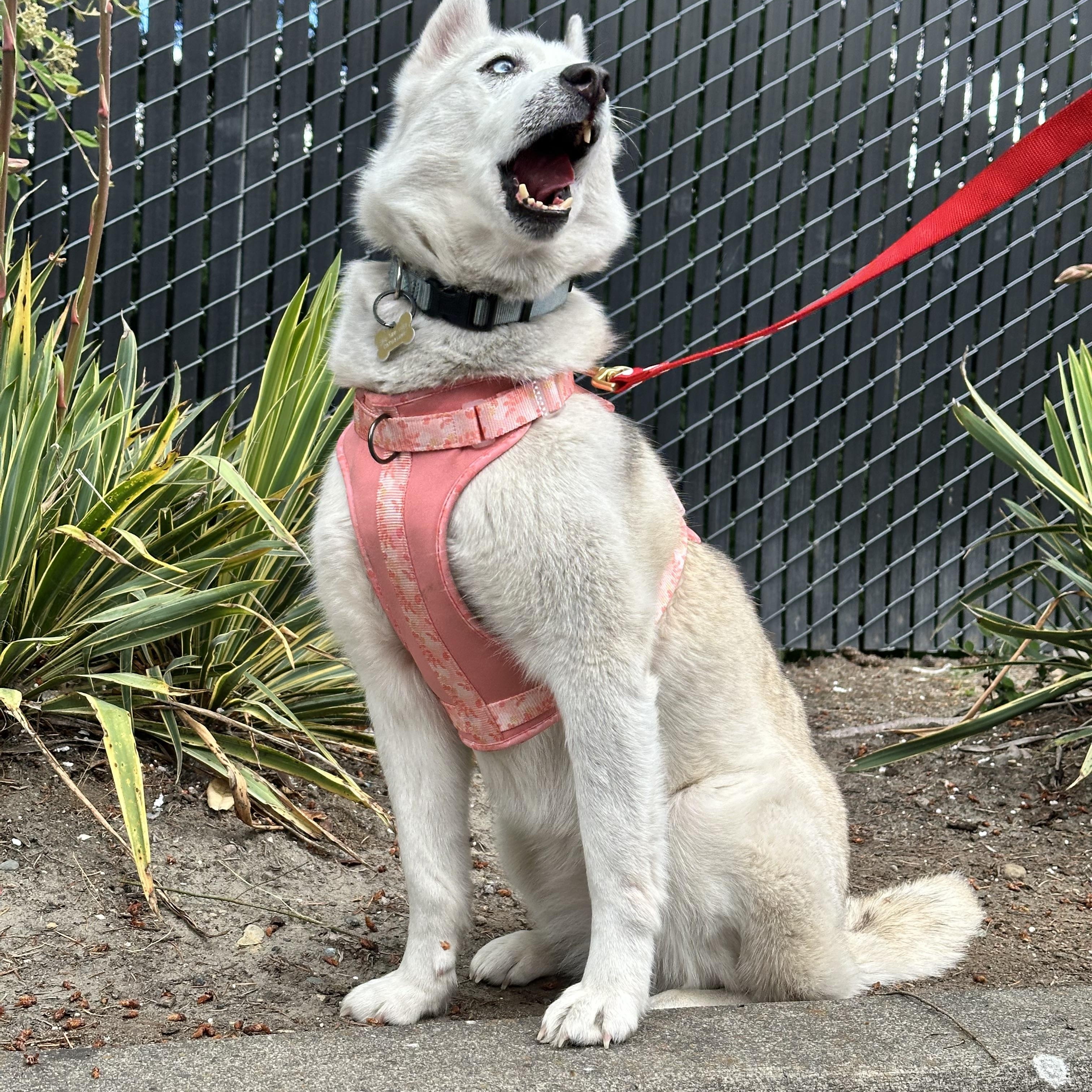 Katara, an adopted Husky in Puyallup, WA image 3/4