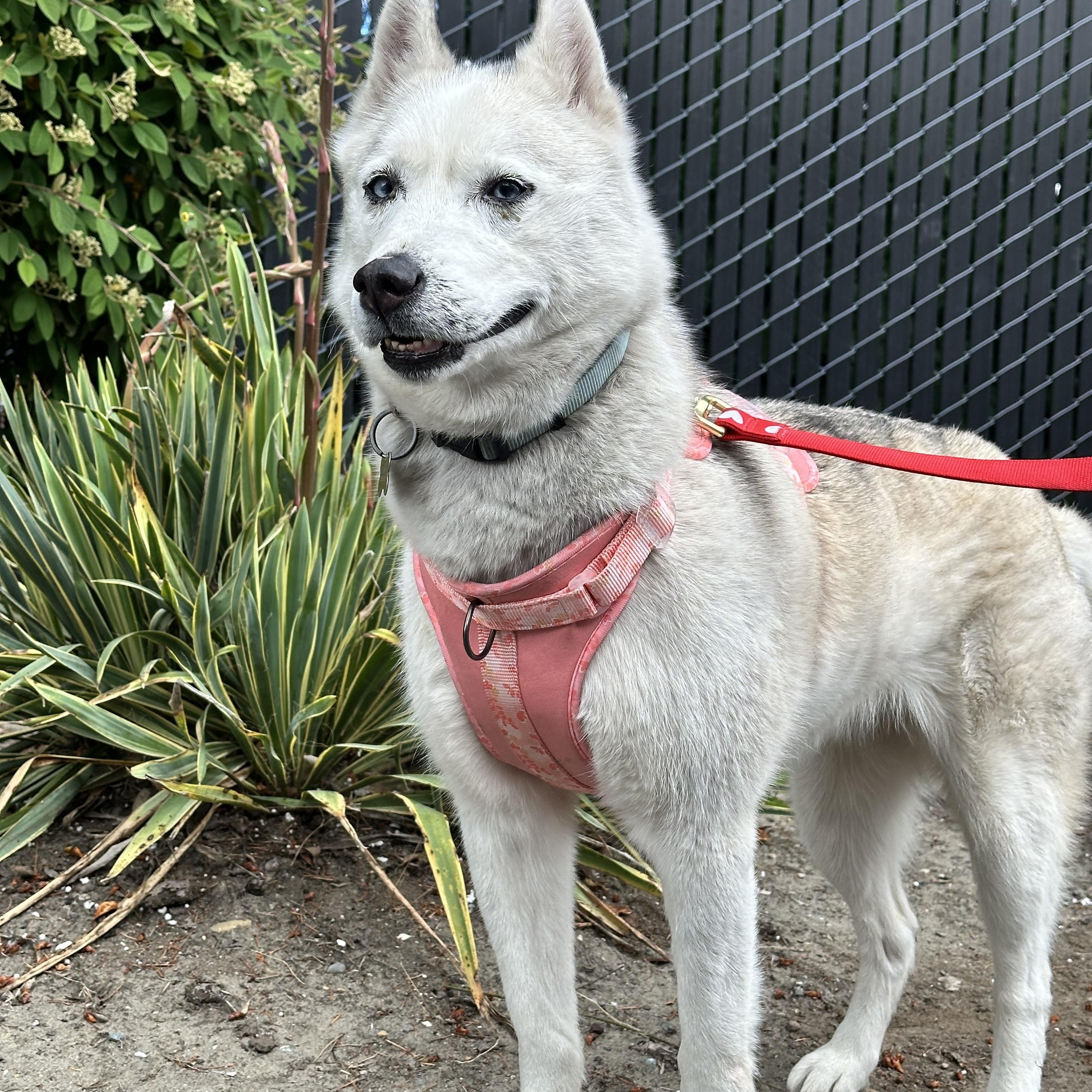 Katara, an adopted Husky in Puyallup, WA image 4/4