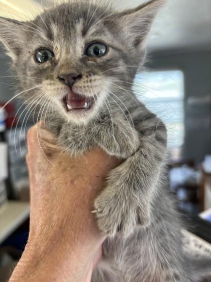 Stevie, Adoptable, Kitten Male Domestic Short Hair & Domestic Short Hair.