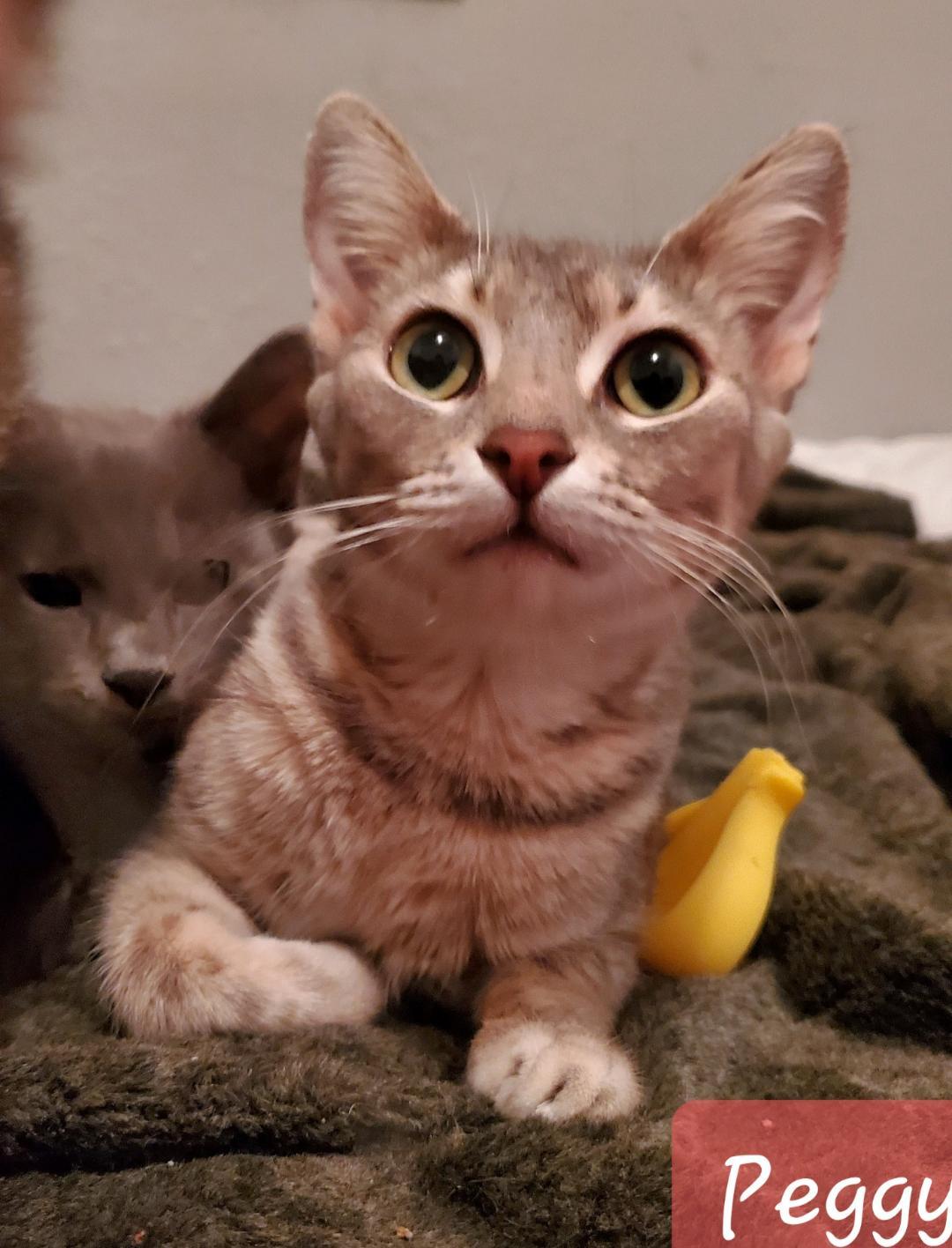 Peggy Sue, a Adoptable mixed breed in Las Cruces, NM image 4/4