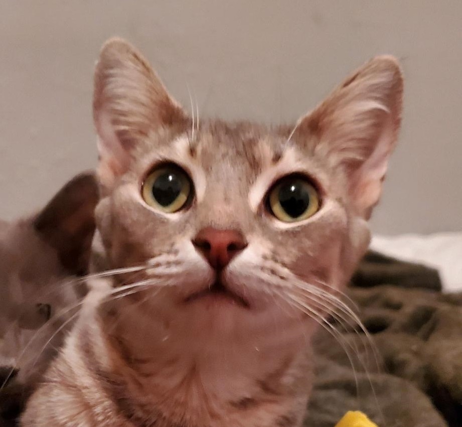 Peggy Sue, Adoptable, Adult Female Tabby & Domestic Short Hair.