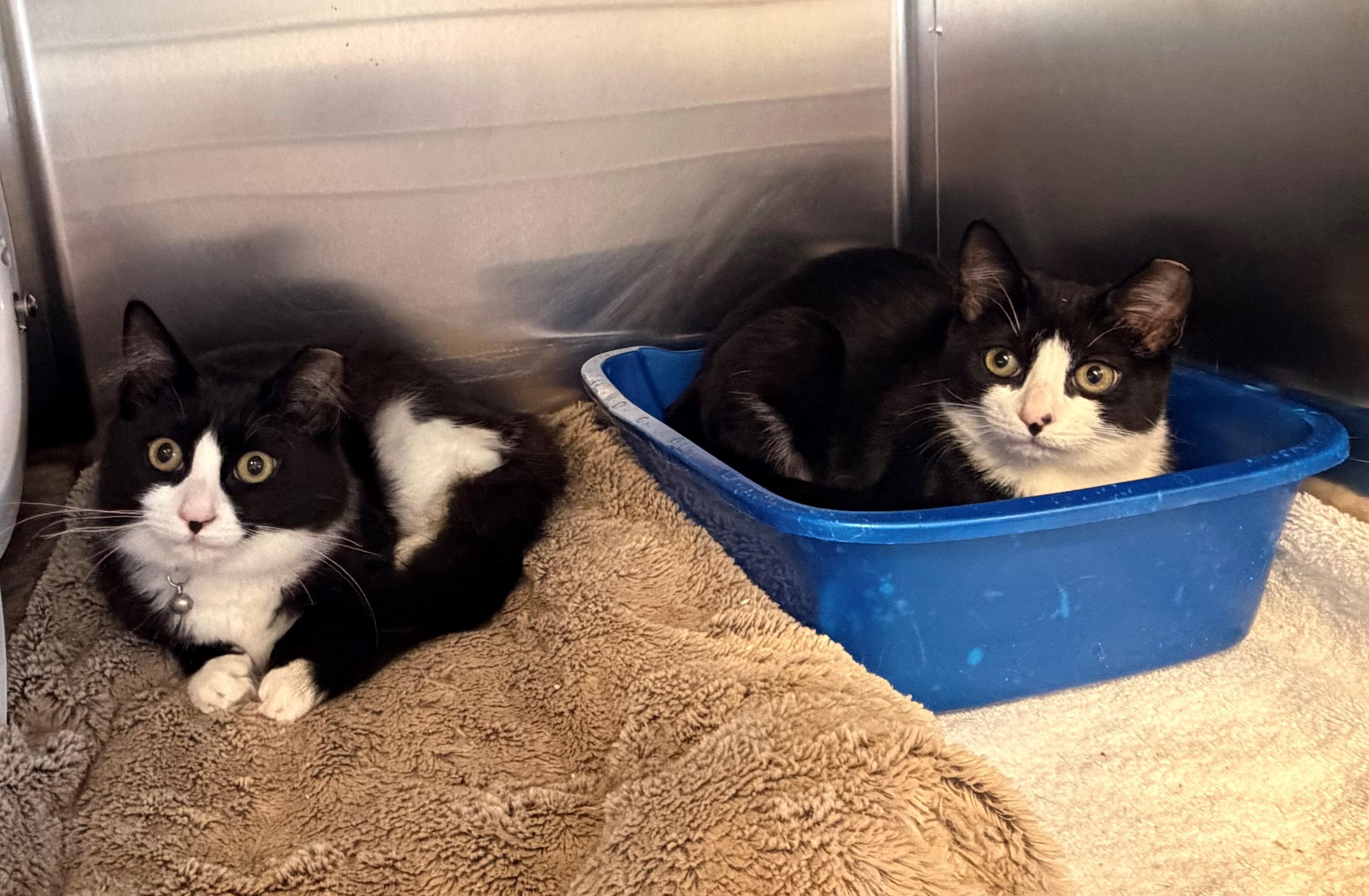 Enlarge Clara and Lucy, a ADOPTABLE Domestic Medium Hair in Westerly, RI image 1/1