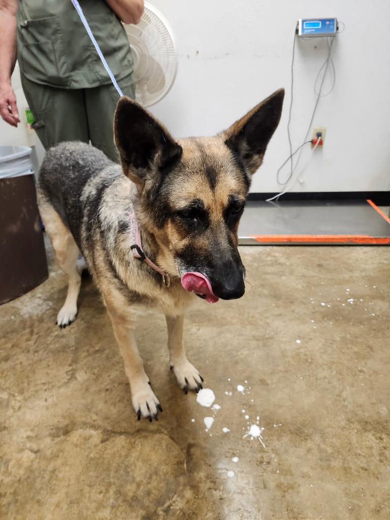 Enlarge Diamond, a Adoptable German Shepherd Dog in Lockhart, TX image 1/1
