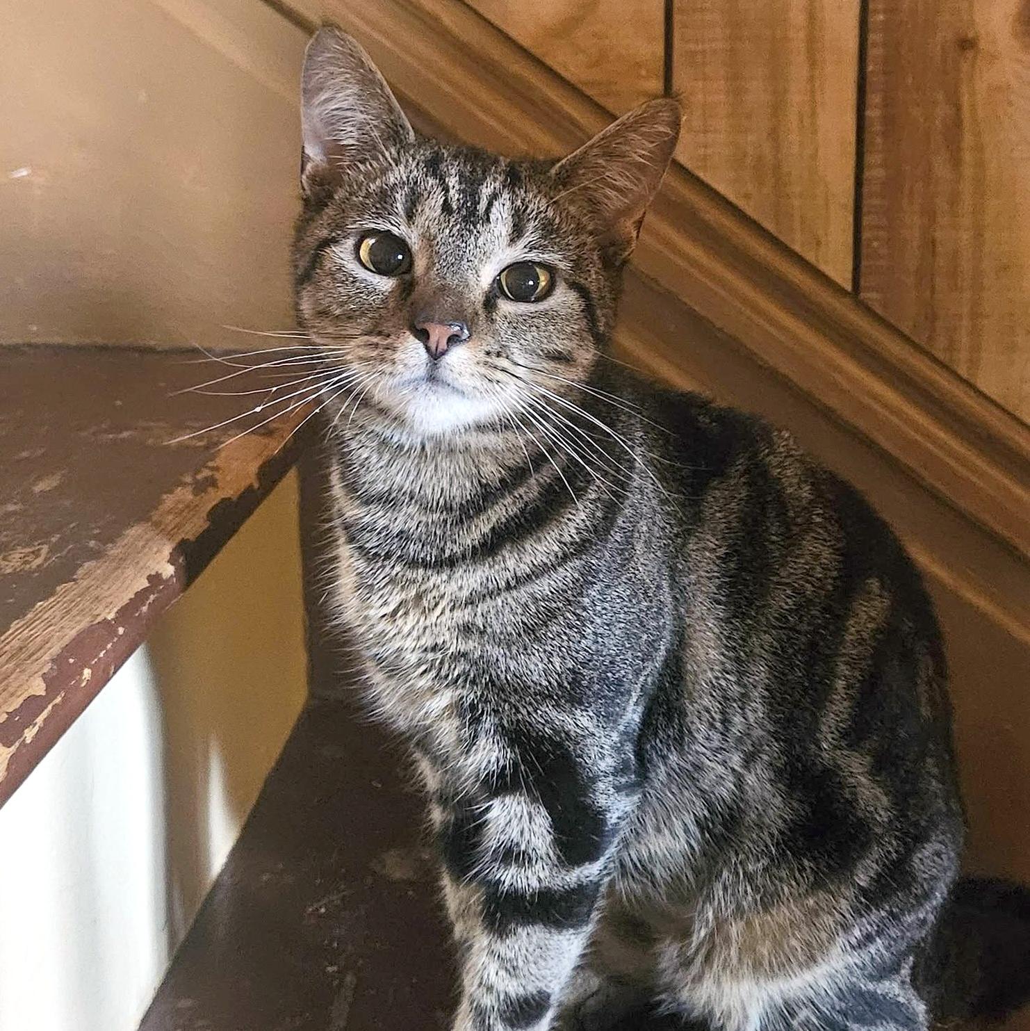 Paris, ADOPTABLE, Kitten Female Domestic Short Hair.
