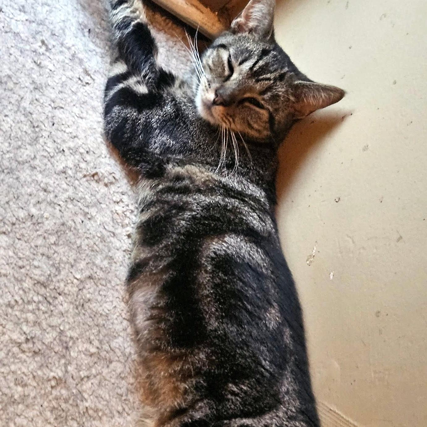 Paris, a ADOPTABLE Domestic Short Hair in Pittsburgh, PA image 2/5