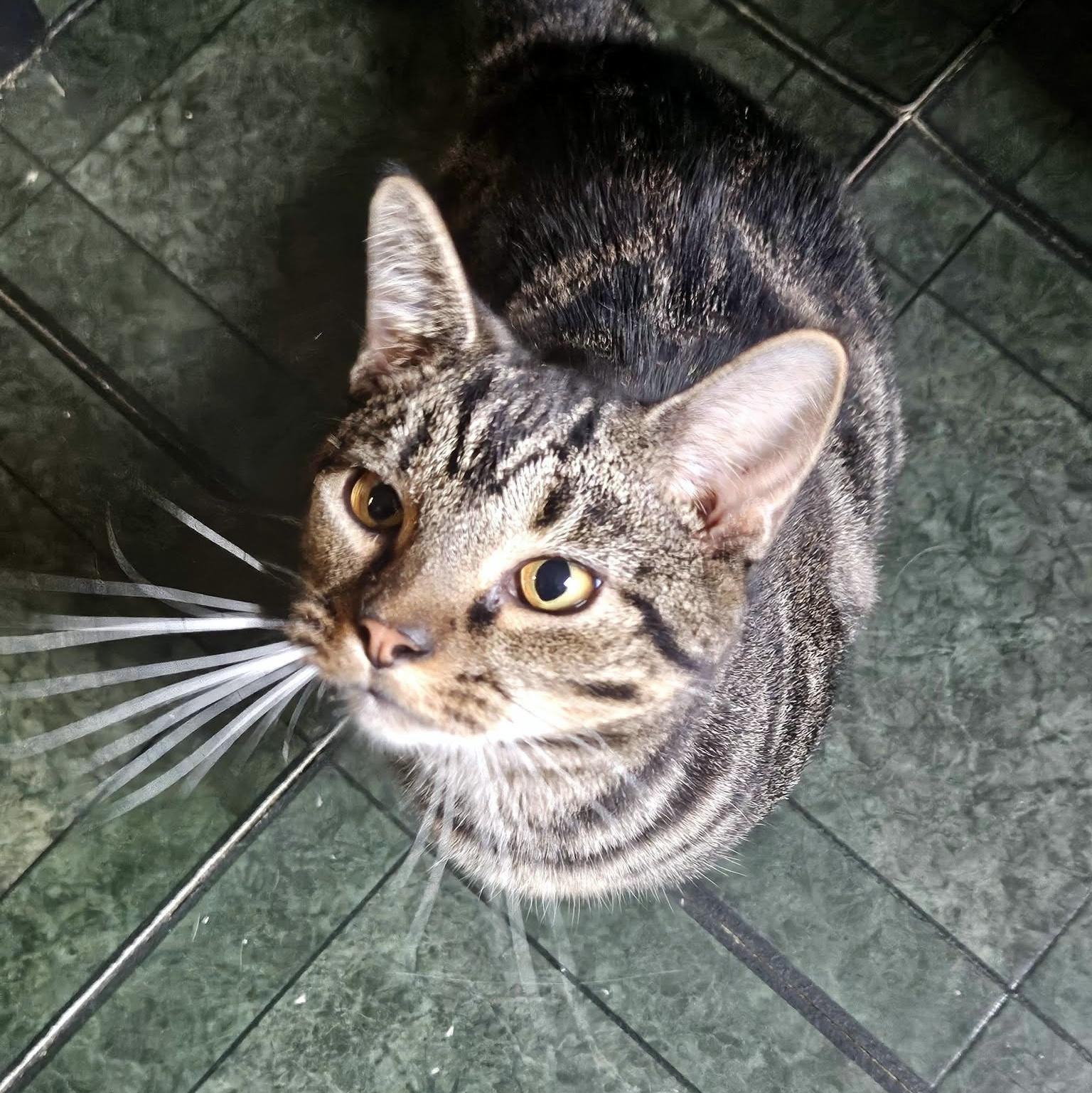 Enlarge Paris, a Adoptable Domestic Short Hair in Pittsburgh, PA image 3/5