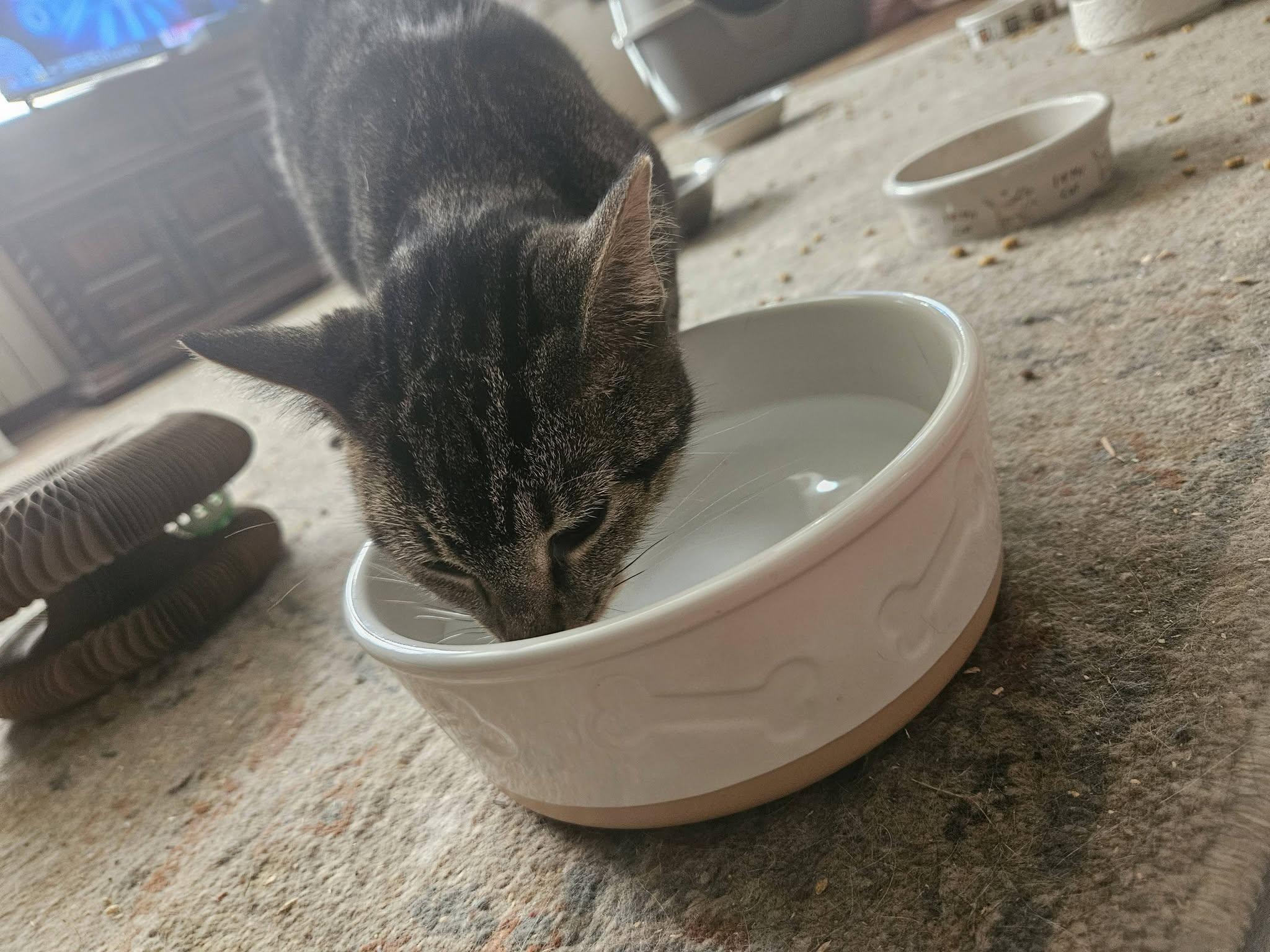 Paris, a ADOPTABLE Domestic Short Hair in Pittsburgh, PA image 5/5