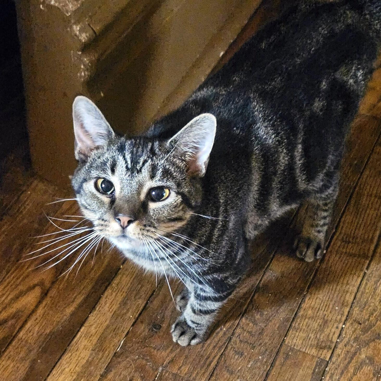 Enlarge Paris, a Adoptable Domestic Short Hair in Pittsburgh, PA image 2/5