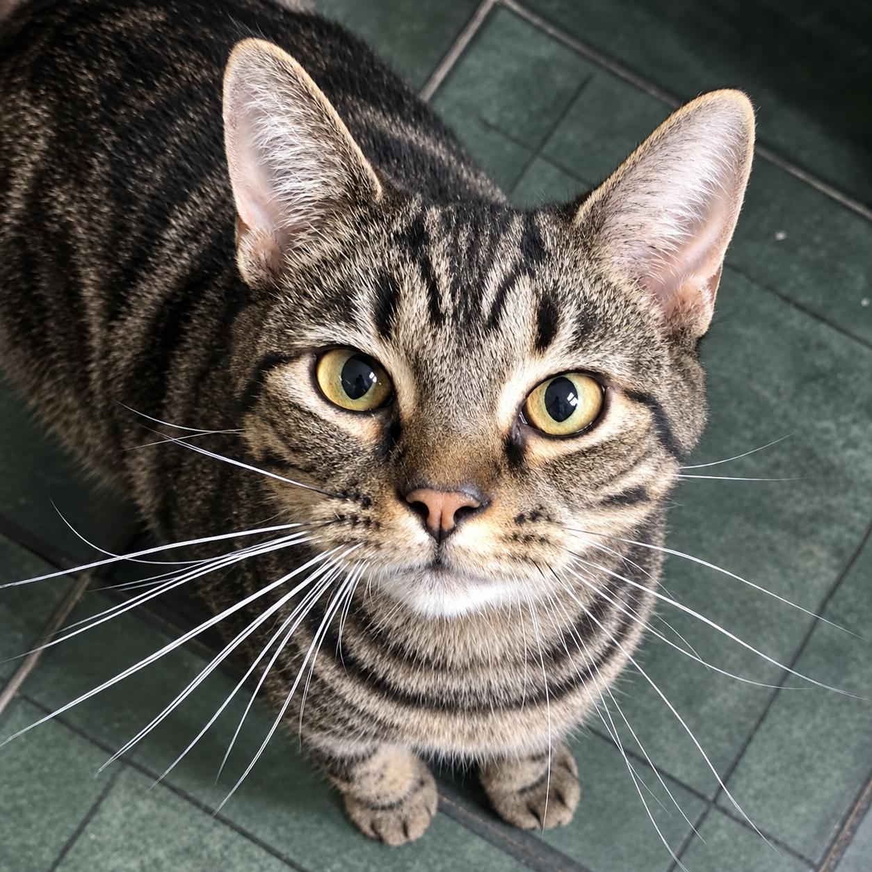 Paris, Adoptable, Kitten Female Domestic Short Hair.