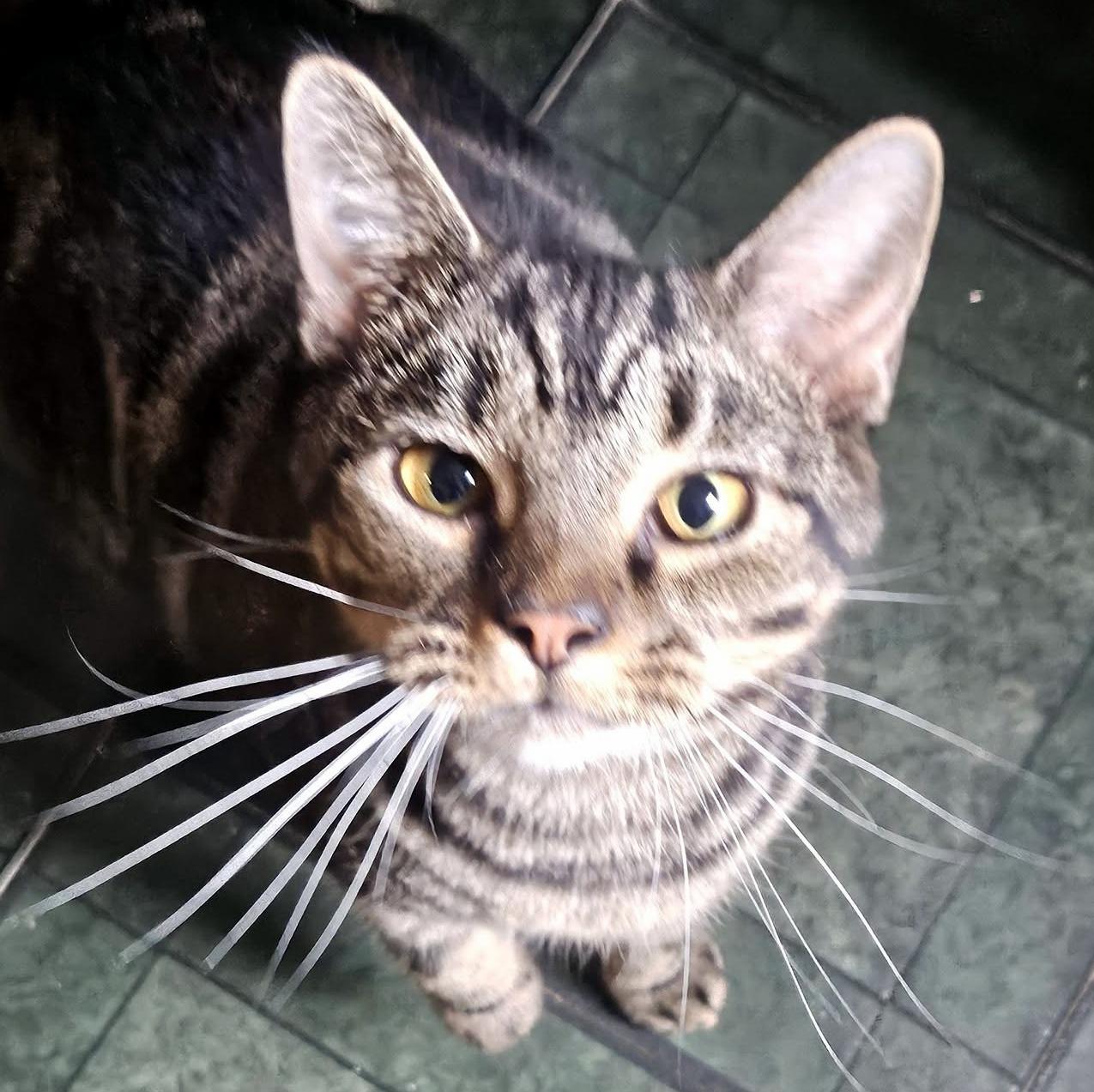Enlarge Paris, a Adoptable Domestic Short Hair in Pittsburgh, PA image 4/5
