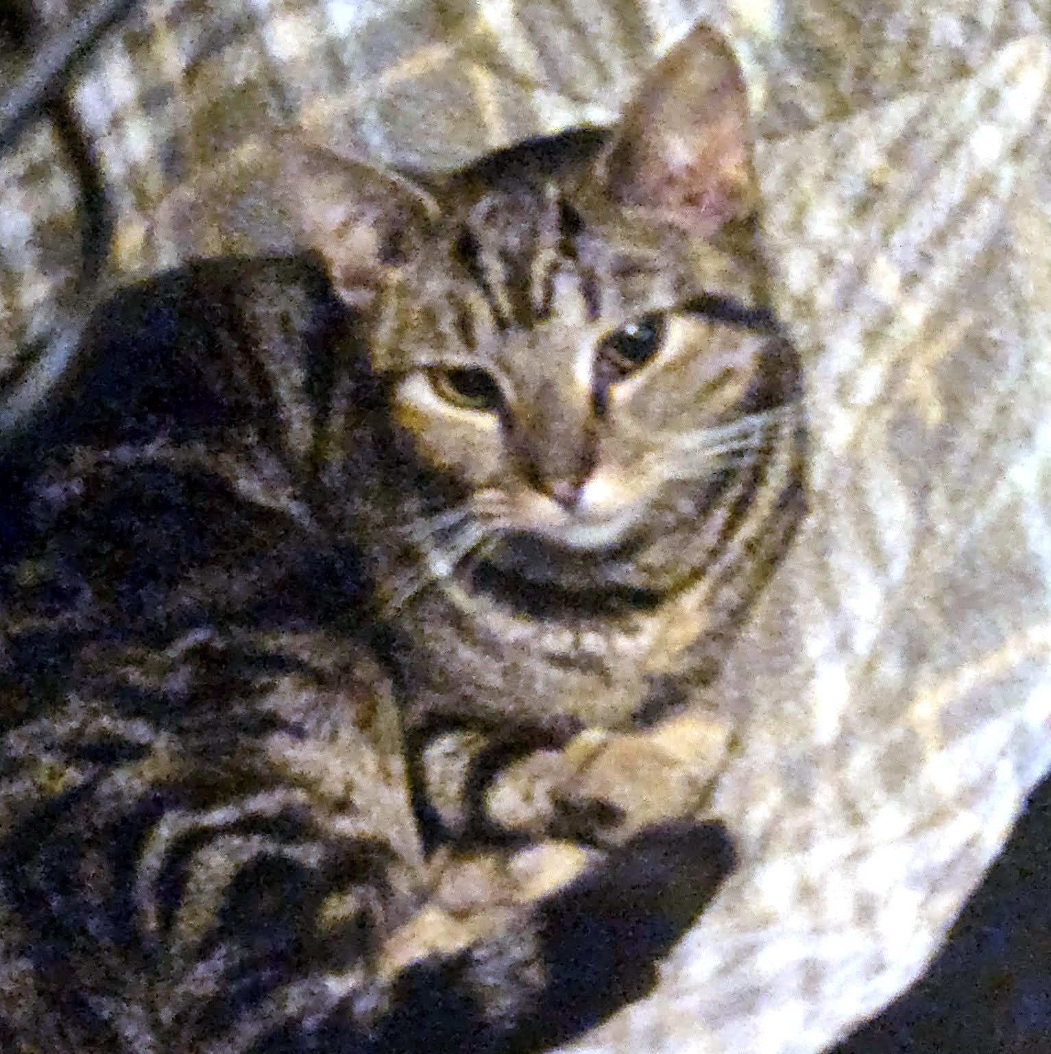 Paris, a ADOPTABLE Domestic Short Hair in Pittsburgh, PA image 3/5