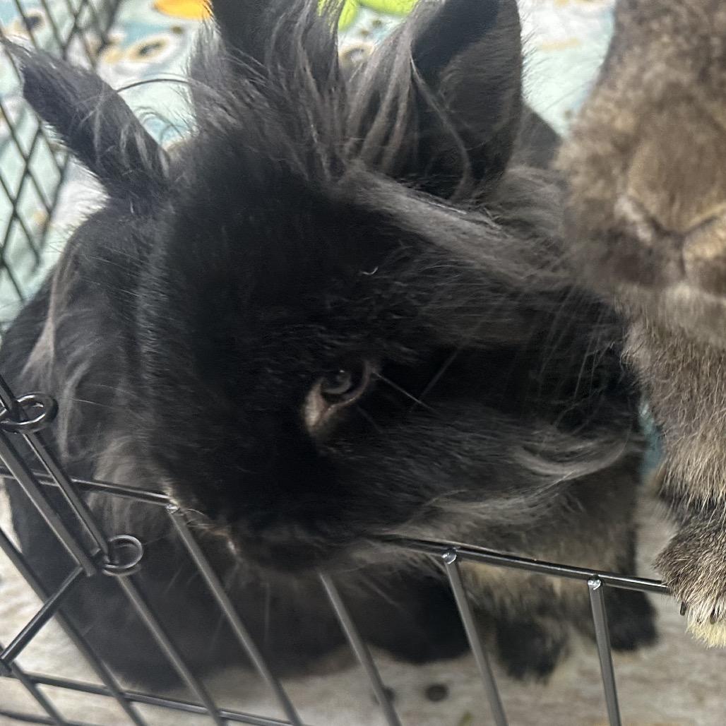 Bernard, Adoptable, Young Male Lionhead & Netherland Dwarf.