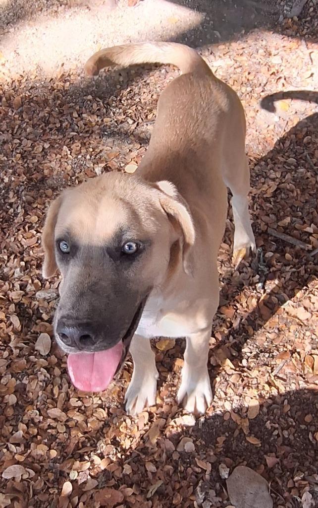 Austin, Adoptable, Young Male Shepherd & Mixed Breed.