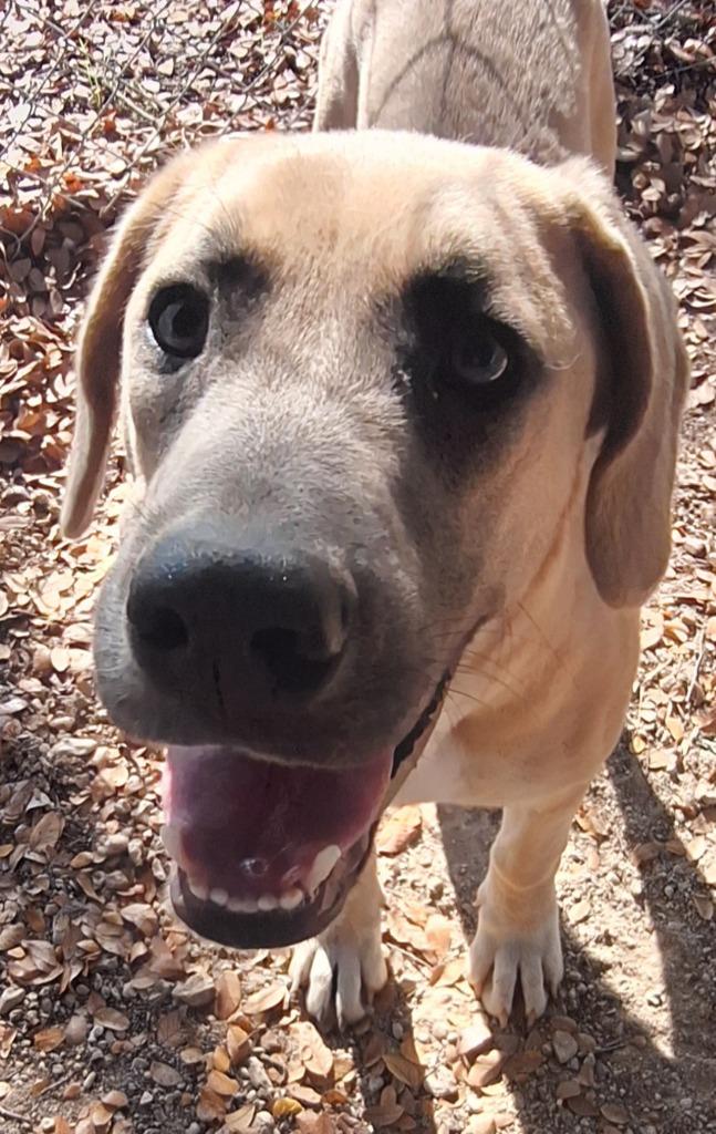 Enlarge Austin, a Adoptable mixed breed in Lockhart, TX image 4/4