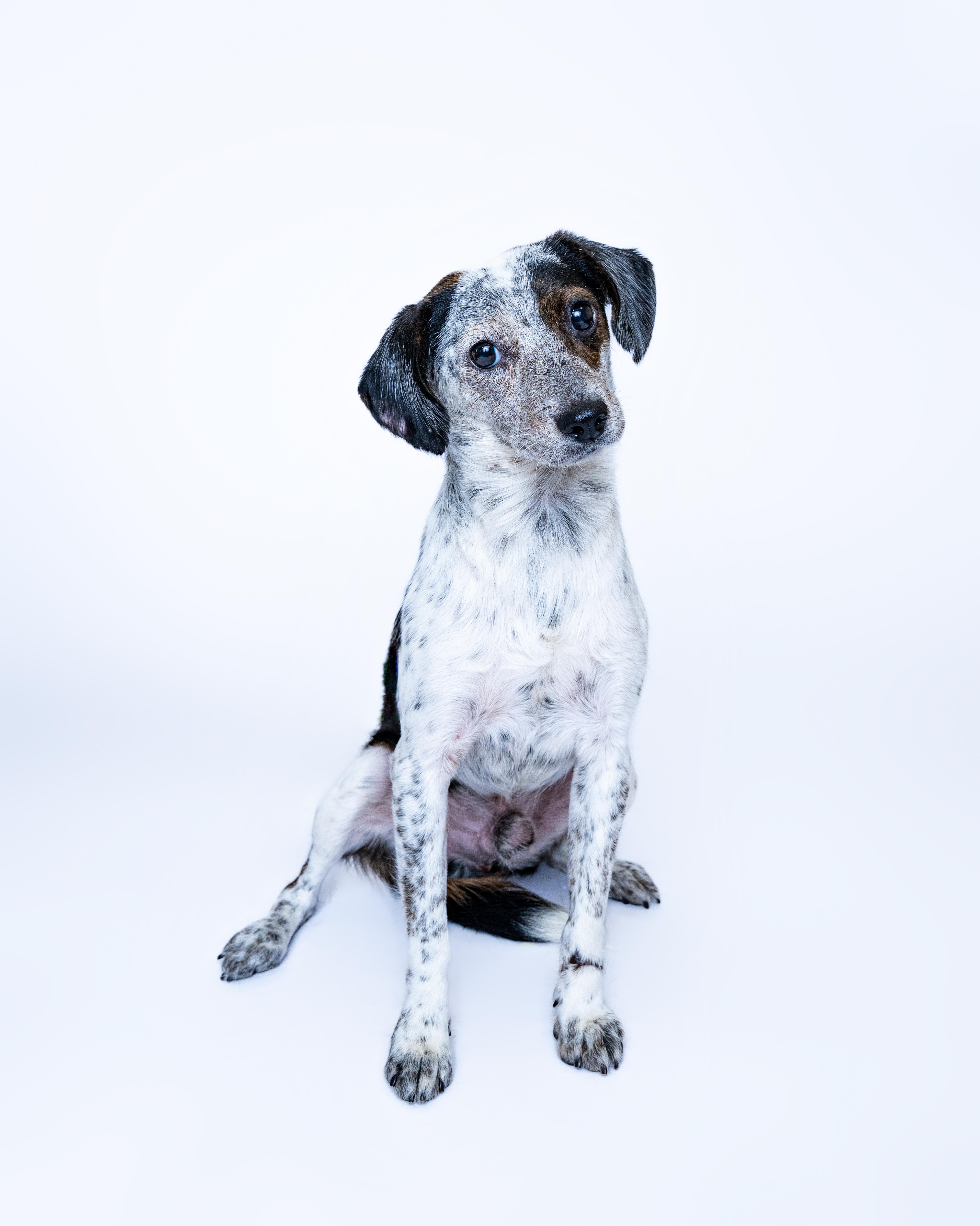 Halton, a Adoptable mixed breed in Itasca, IL image 3/4