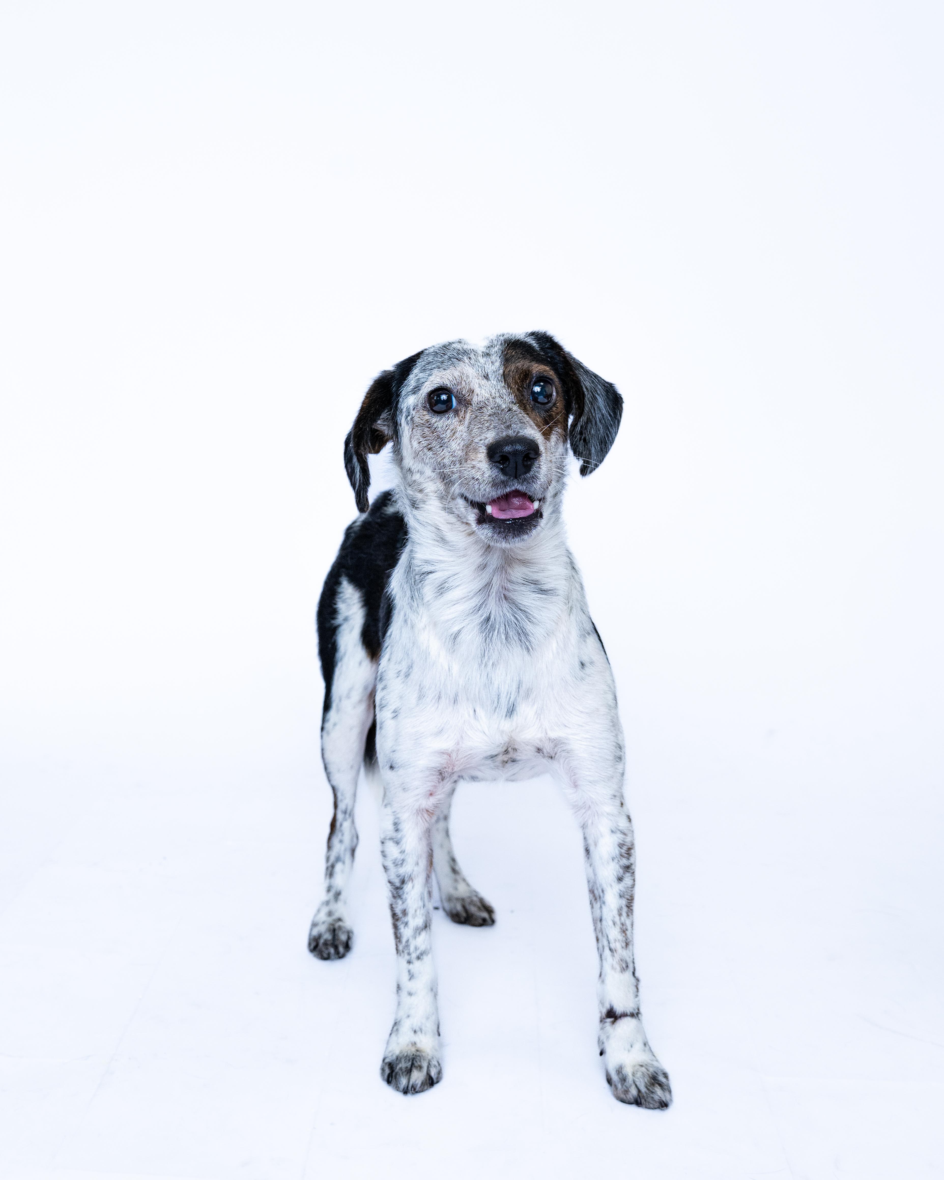 Halton, Adoptable, Young Male Terrier.