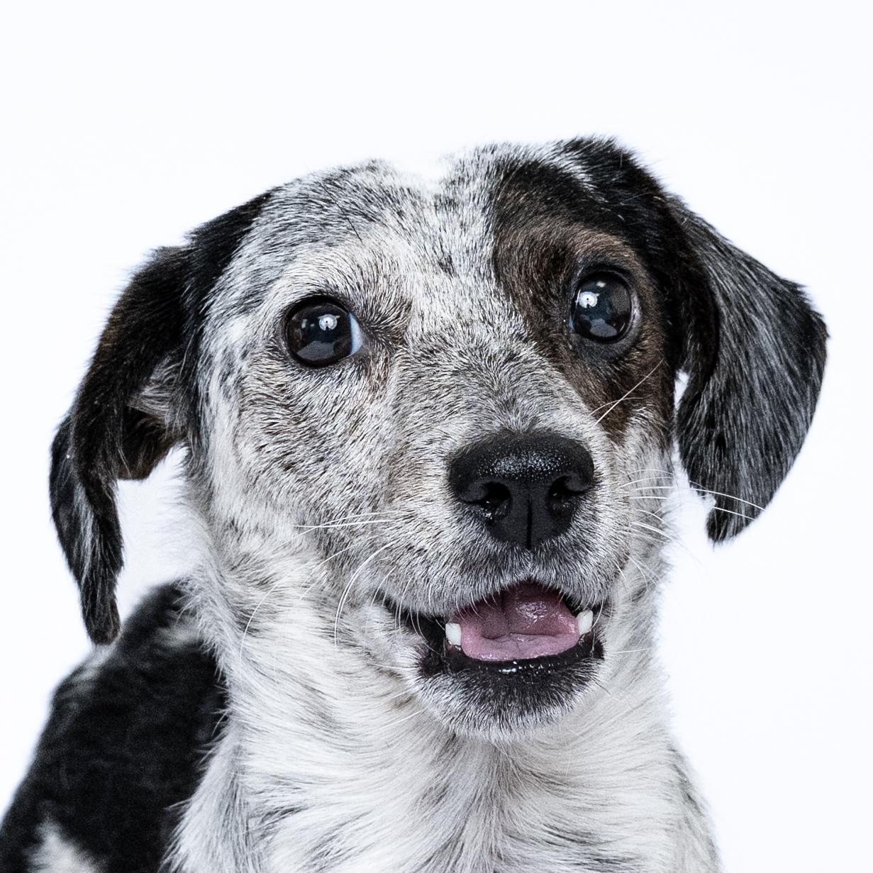 Halton, Adoptable, Young Male Terrier.