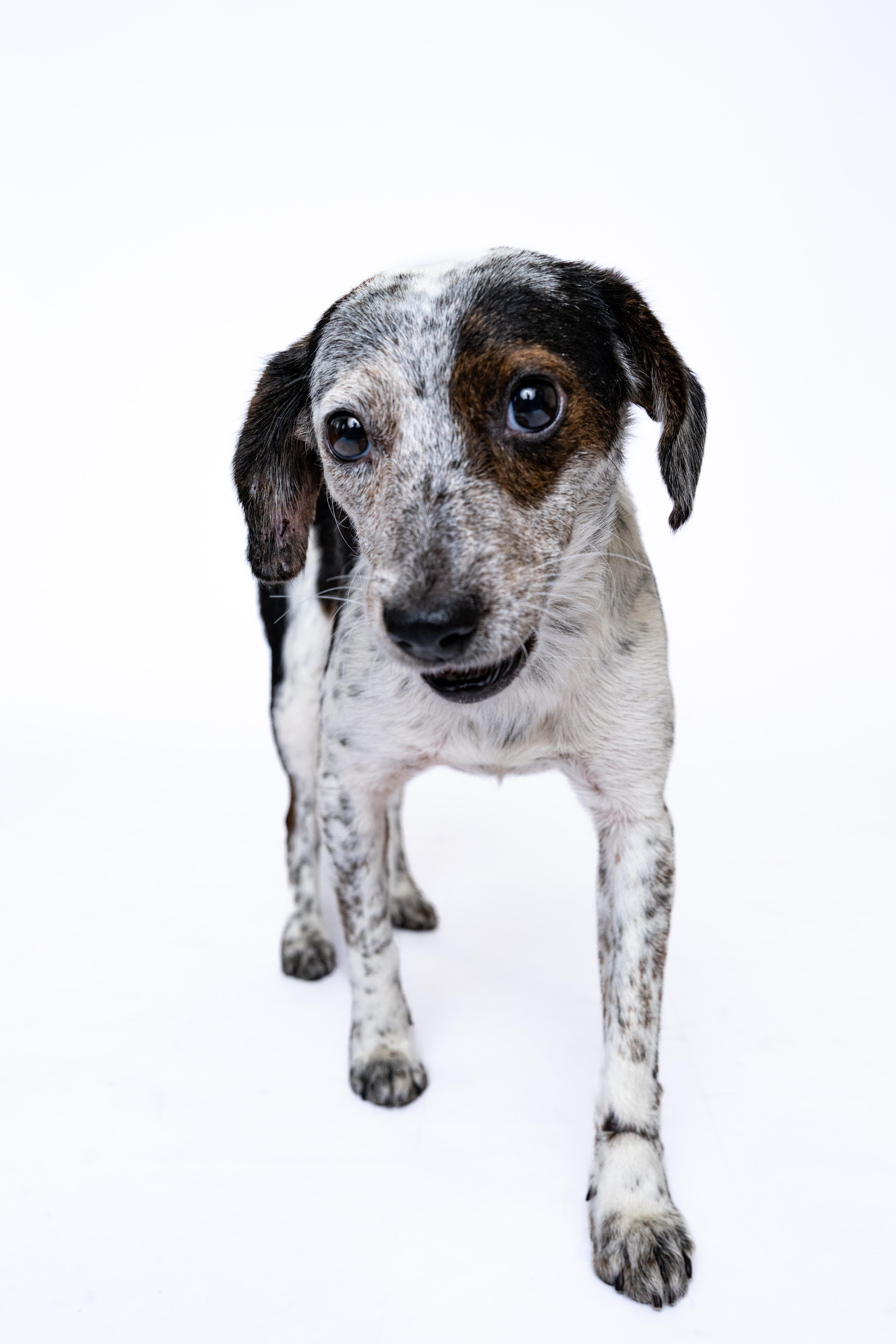 Halton, a Adoptable mixed breed in Itasca, IL image 4/4