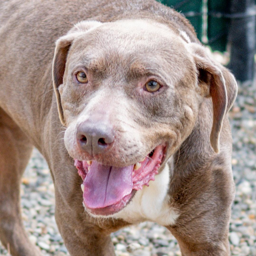 Hazel, Adoptable, Senior Female Labrador Retriever.