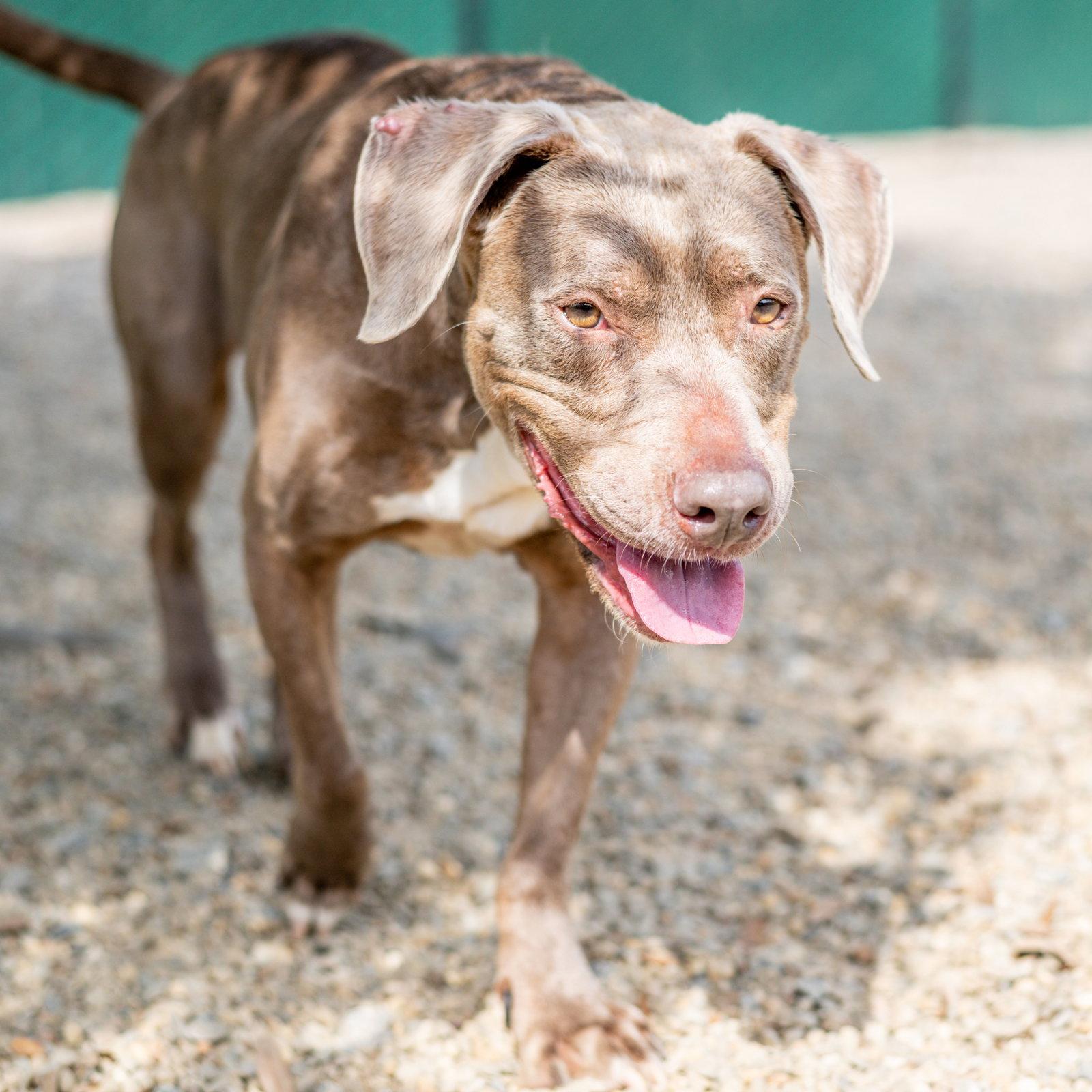 Enlarge Hazel, a Adoptable Labrador Retriever in Hilton Head Island, SC image 2/3