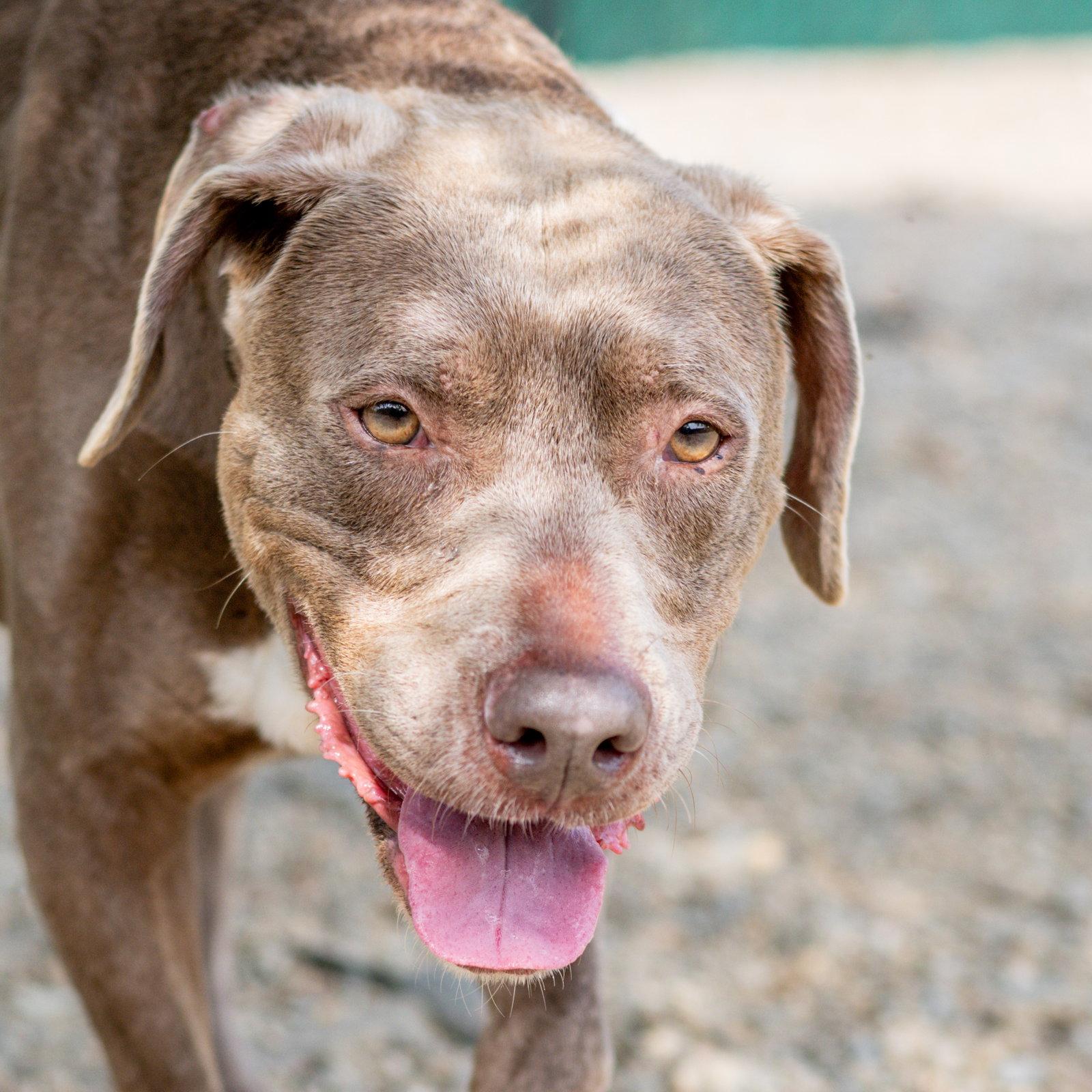 Enlarge Hazel, a Adoptable Labrador Retriever in Hilton Head Island, SC image 3/3