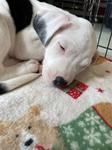 Enlarge Duke, a ADOPTABLE mixed breed in CLINTON, WA image 1/1