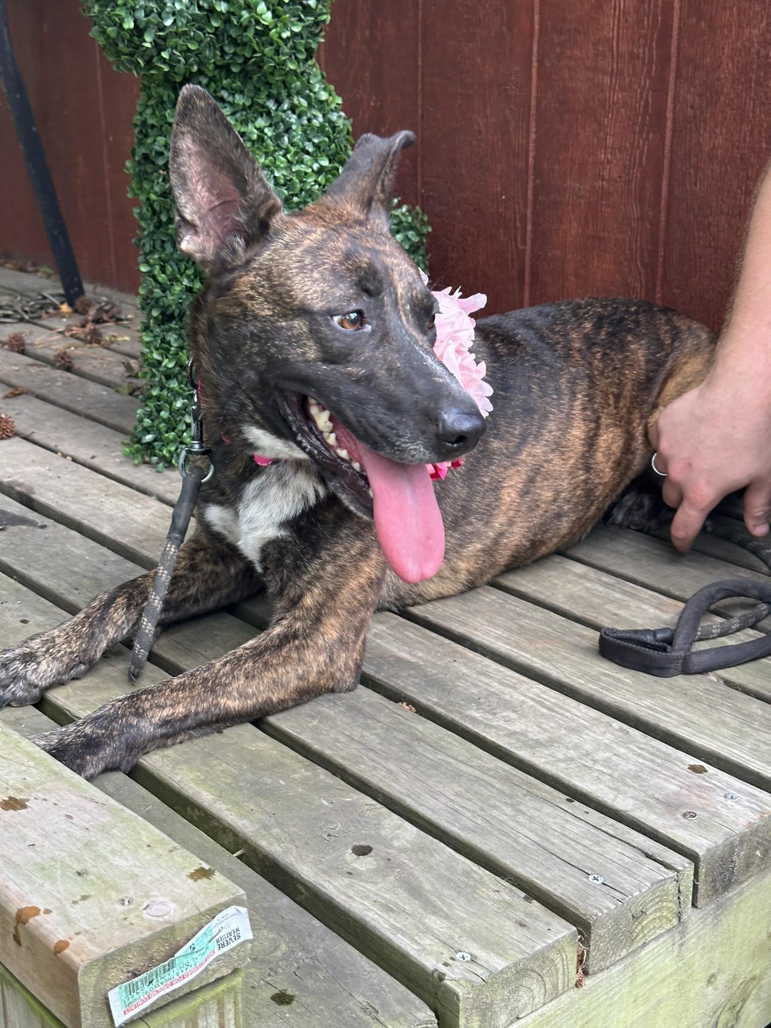 Enlarge Pepper, a Adoptable mixed breed in Wytheville, VA image 2/5