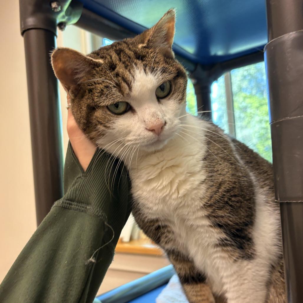 Casey, Adoptable, Senior Female Domestic Short Hair.