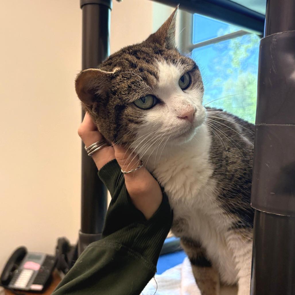 Enlarge Casey, a Adoptable Domestic Short Hair in South Burlington, VT image 2/6