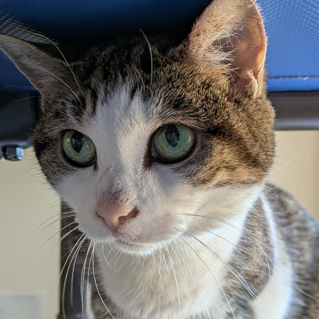 Enlarge Casey, a Adoptable Domestic Short Hair in South Burlington, VT image 3/6