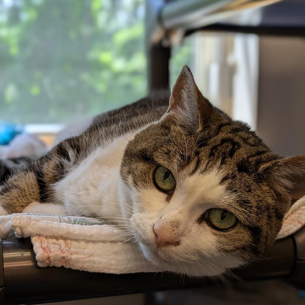 Enlarge Casey, a Adoptable Domestic Short Hair in South Burlington, VT image 4/6
